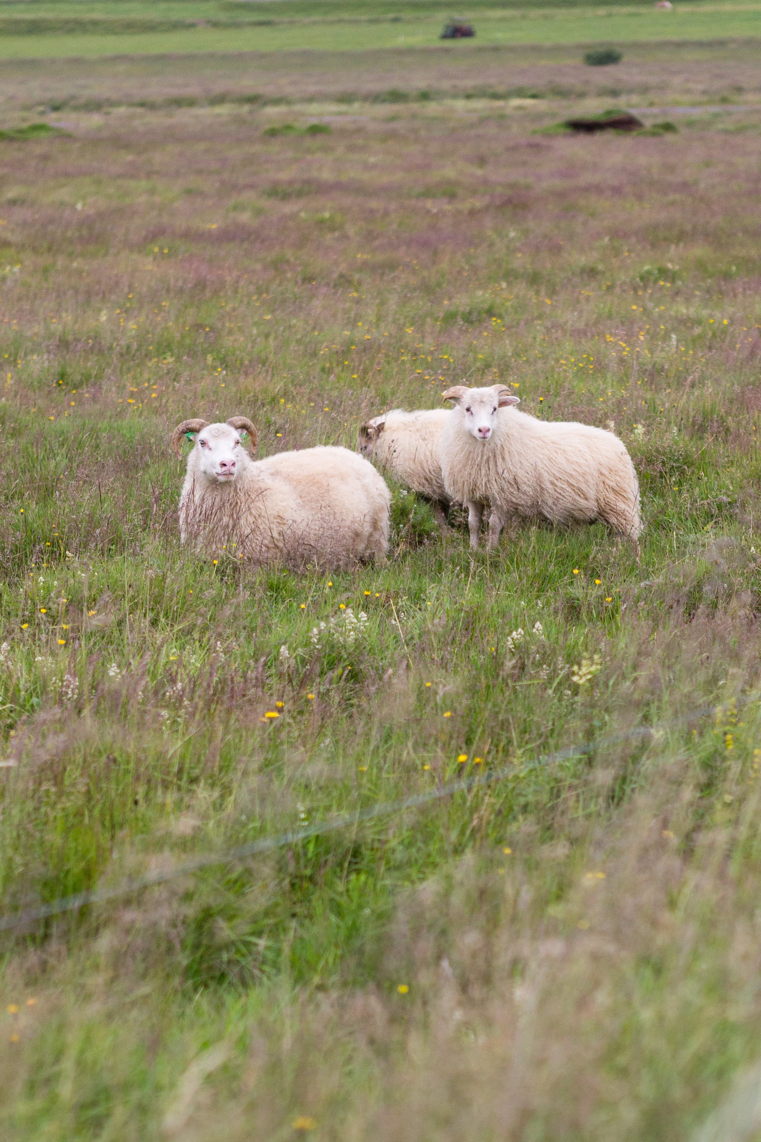 Horses in Iceland by Jen Madigan now on Cottage Hill48.jpg