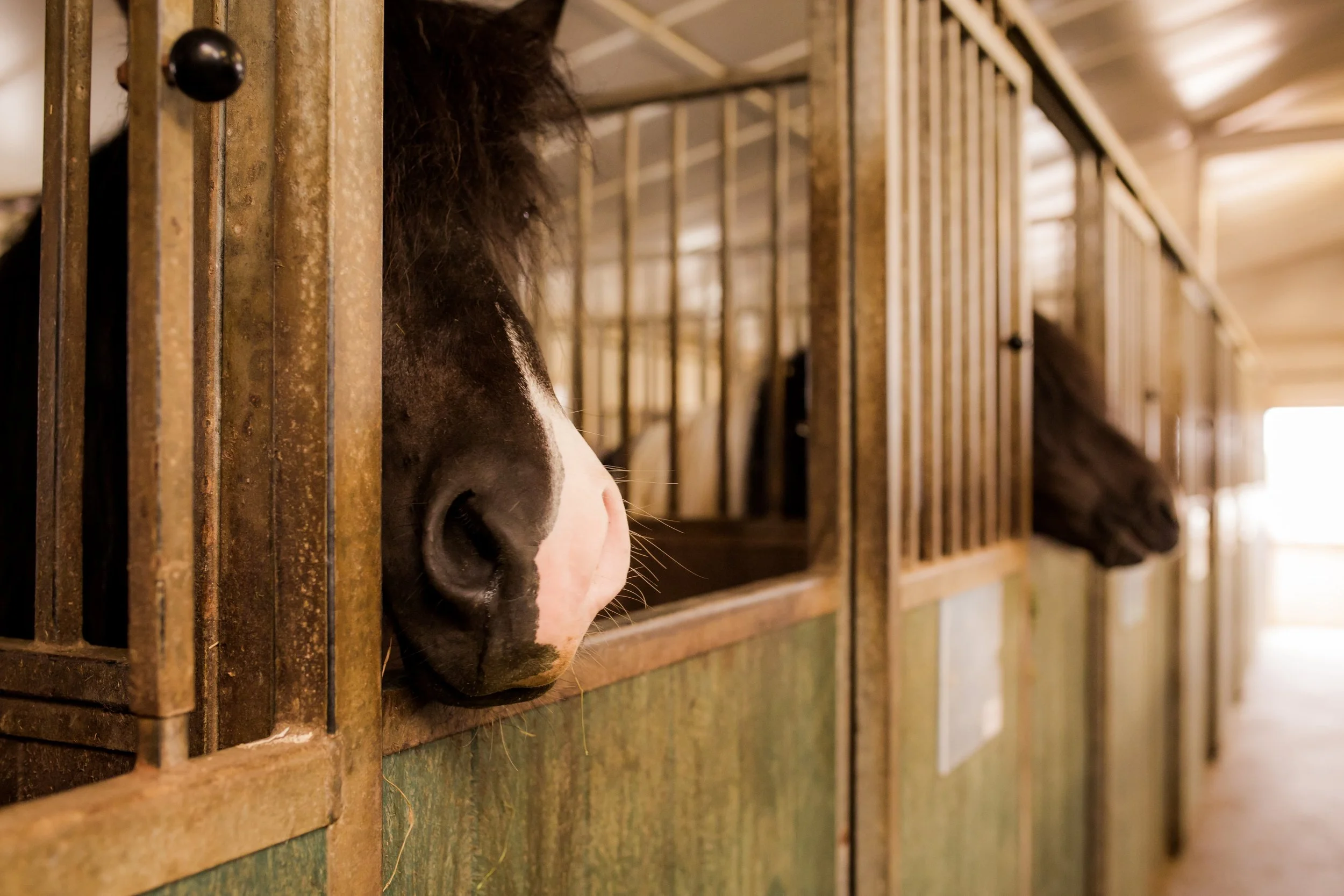 Horses in Iceland by Christina Swanson now on Cottage Hill1.jpg