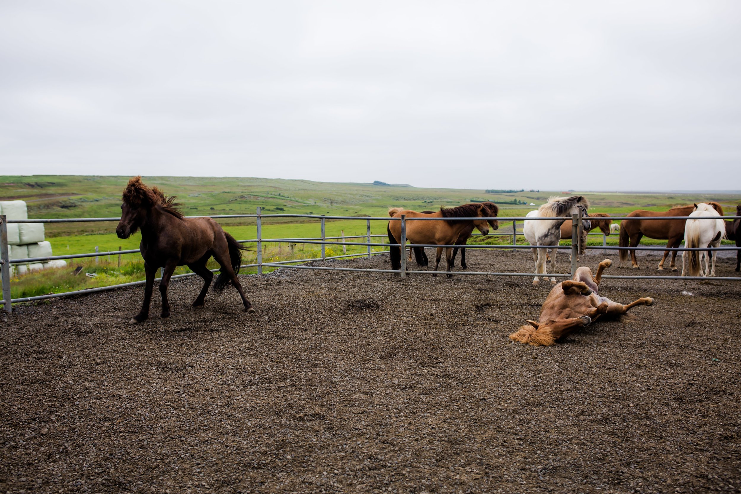 Horses in Iceland by Christina Swanson now on Cottage Hill17.jpg