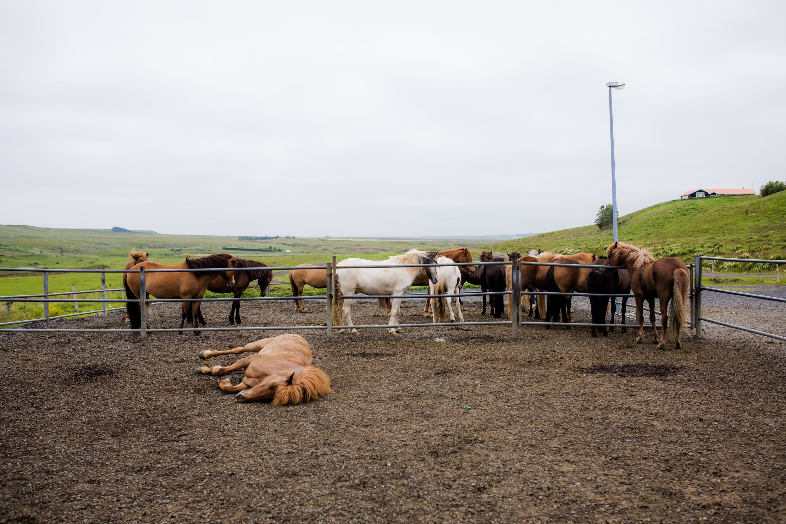 Horses in Iceland by Christina Swanson now on Cottage Hill18.jpg