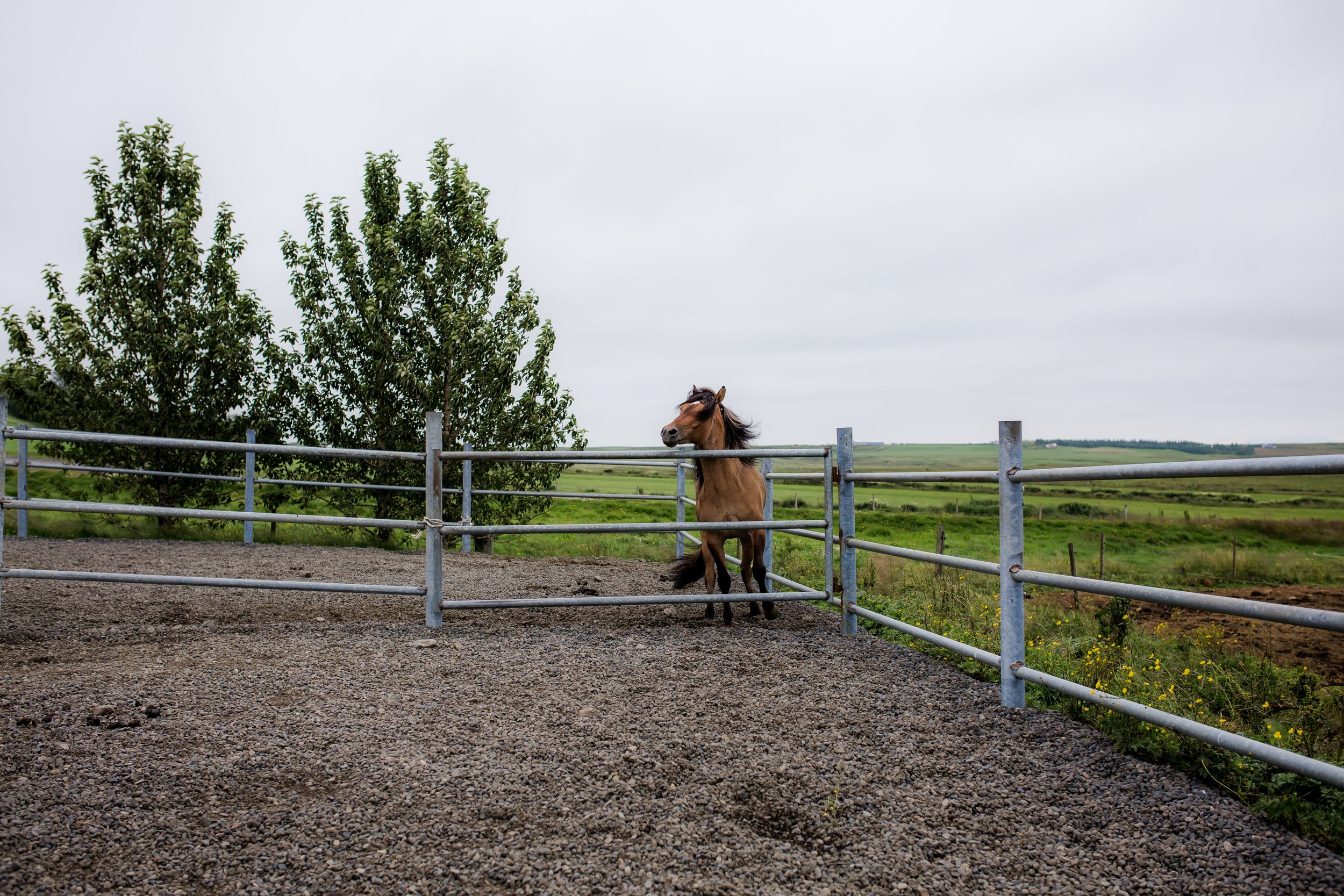 Horses in Iceland by Christina Swanson now on Cottage Hill22.jpg