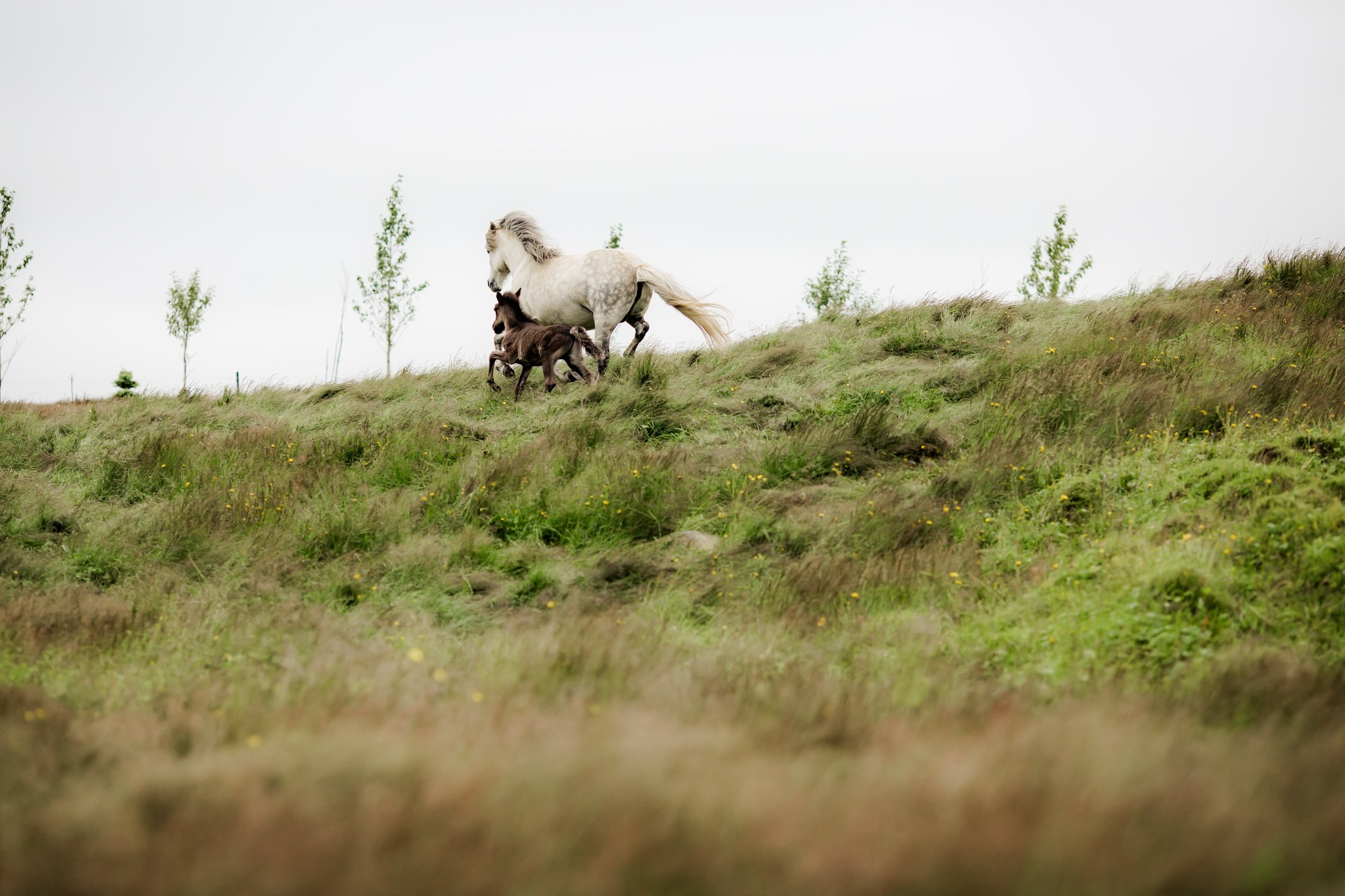 Horses in Iceland by Christina Swanson now on Cottage Hill23.jpg