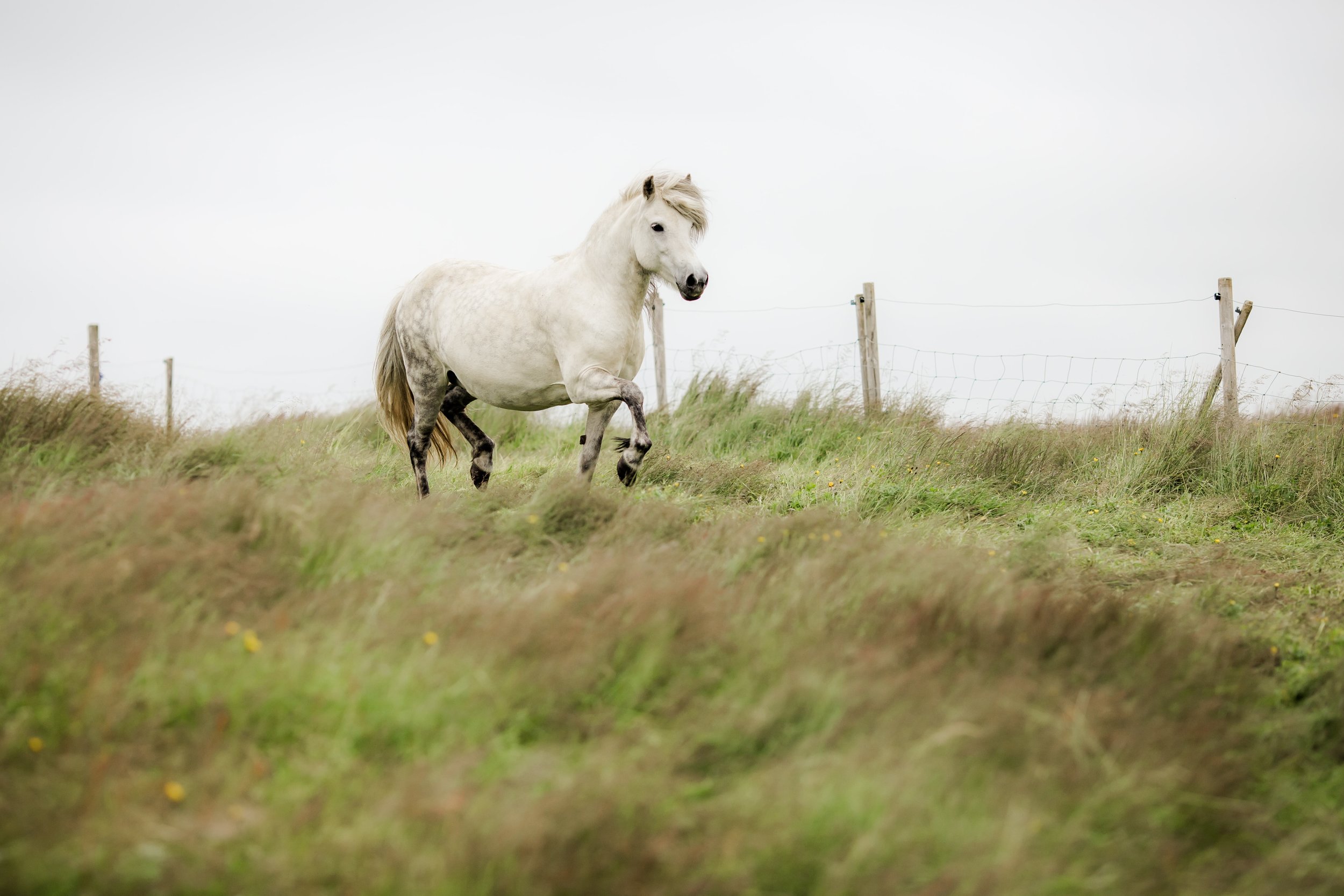Horses in Iceland by Christina Swanson now on Cottage Hill25.jpg
