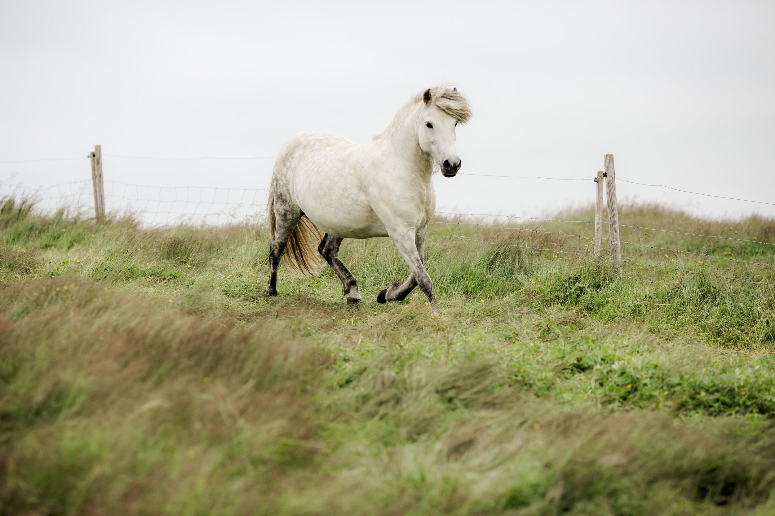 Horses in Iceland by Christina Swanson now on Cottage Hill26.jpg