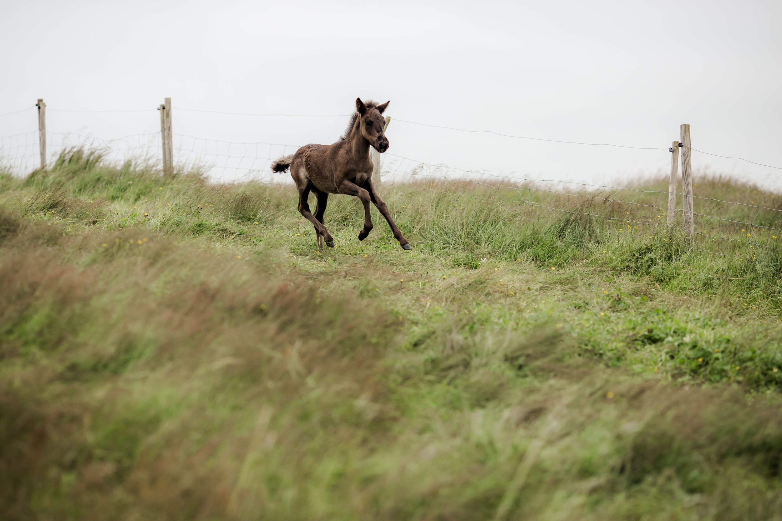 Horses in Iceland by Christina Swanson now on Cottage Hill27.jpg