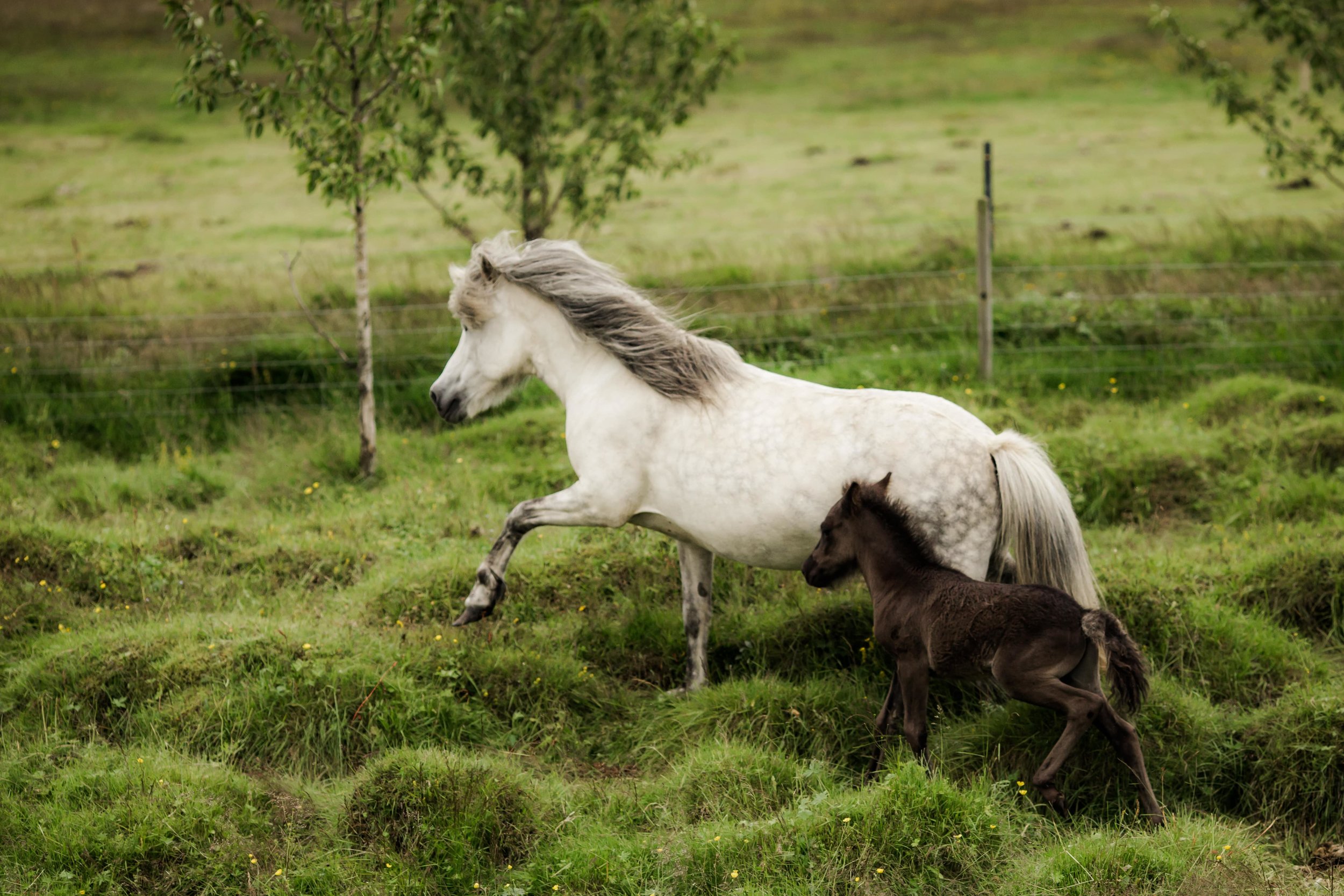 Horses in Iceland by Christina Swanson now on Cottage Hill28.jpg