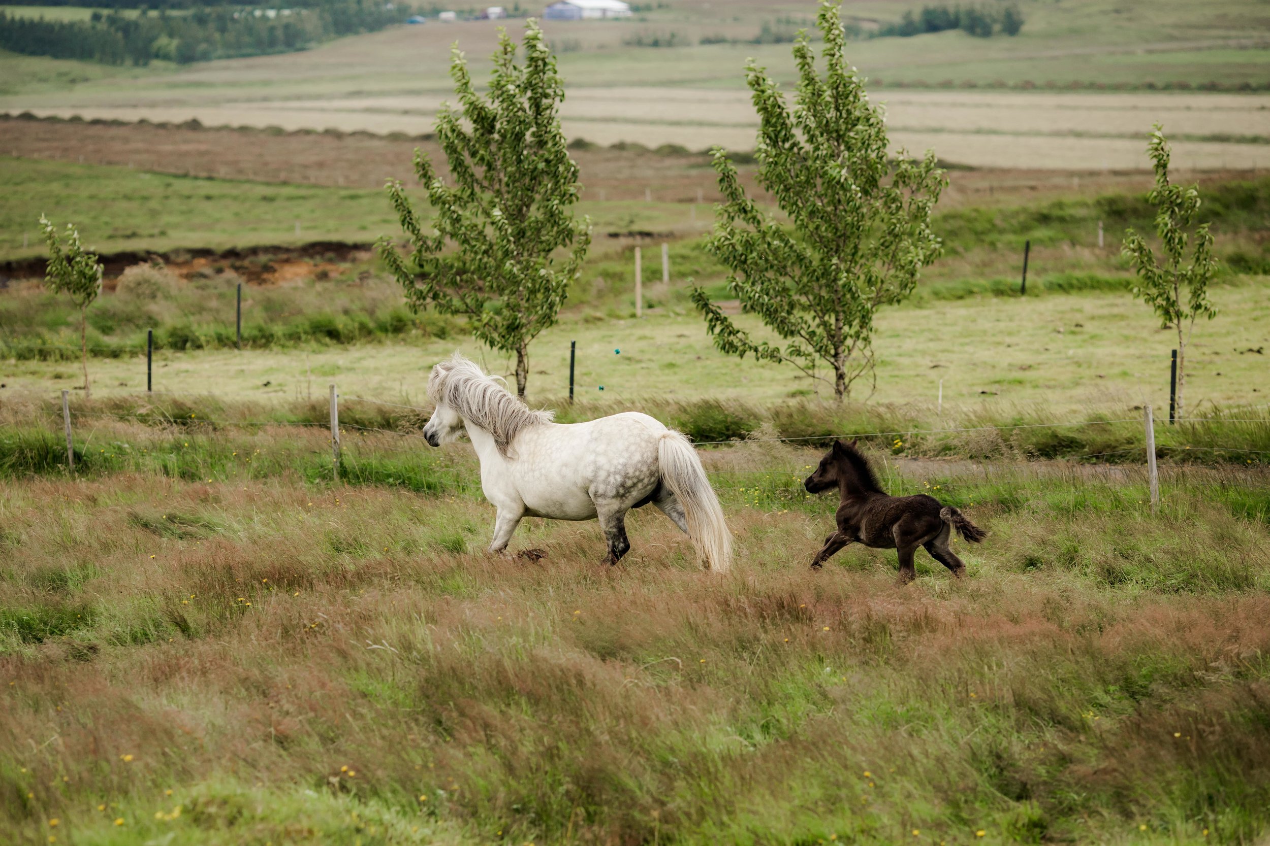 Horses in Iceland by Christina Swanson now on Cottage Hill30.jpg