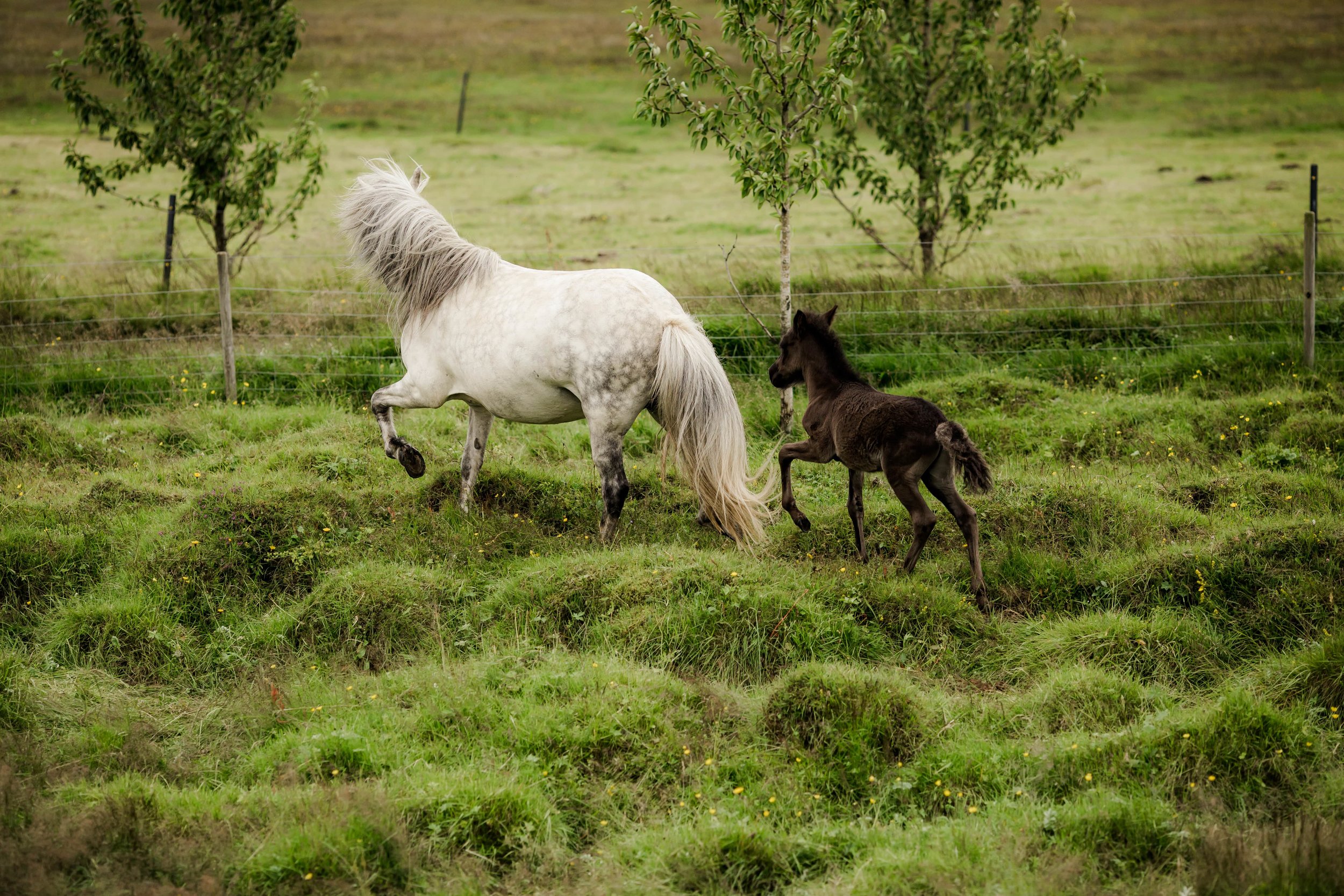Horses in Iceland by Christina Swanson now on Cottage Hill29.jpg