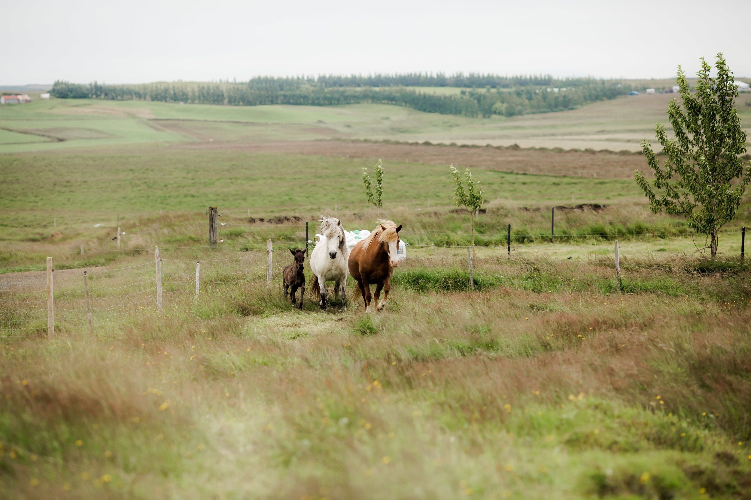 Horses in Iceland by Christina Swanson now on Cottage Hill31.jpg