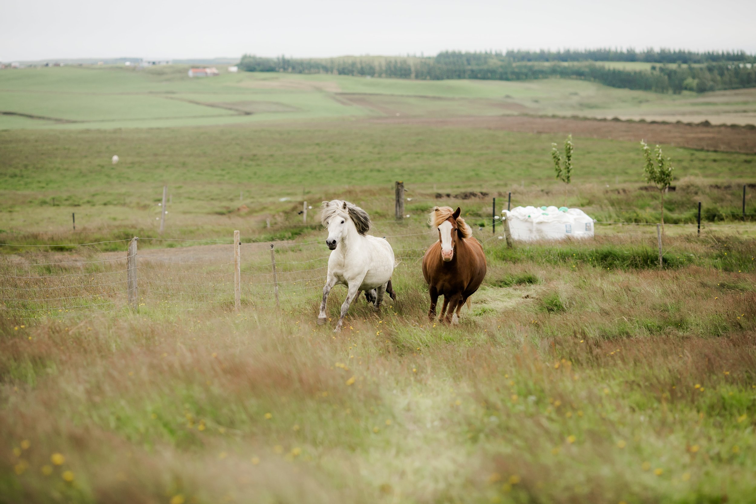 Horses in Iceland by Christina Swanson now on Cottage Hill32.jpg