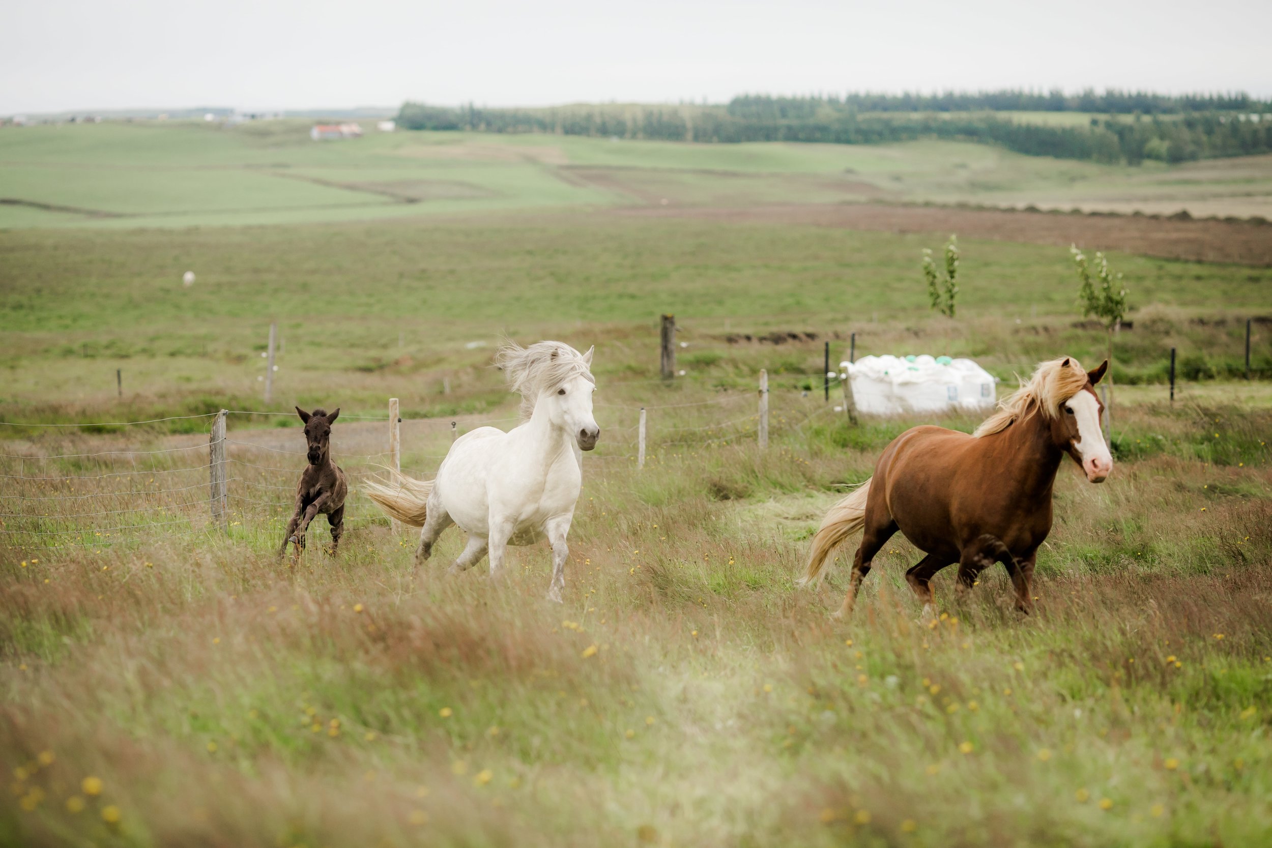 Horses in Iceland by Christina Swanson now on Cottage Hill33.jpg