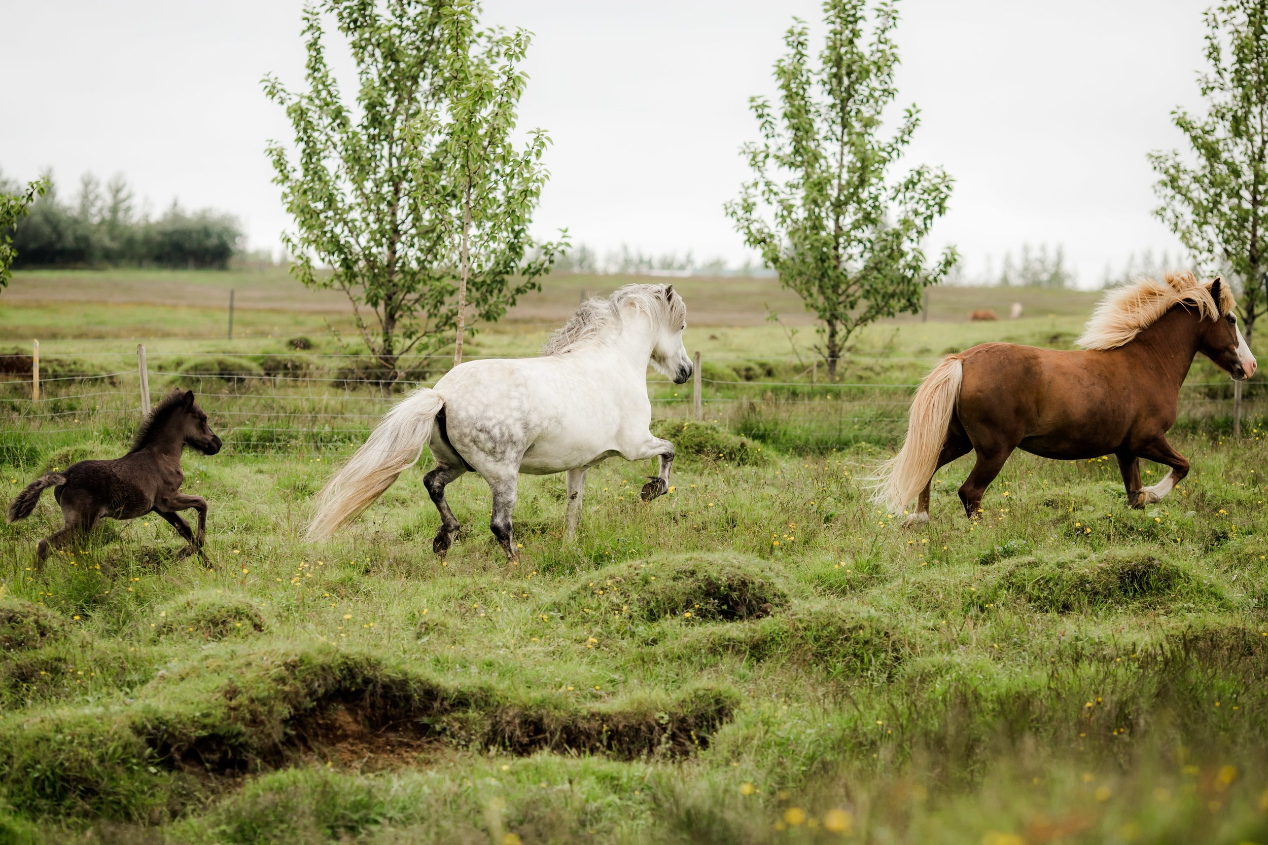 Horses in Iceland by Christina Swanson now on Cottage Hill34.jpg