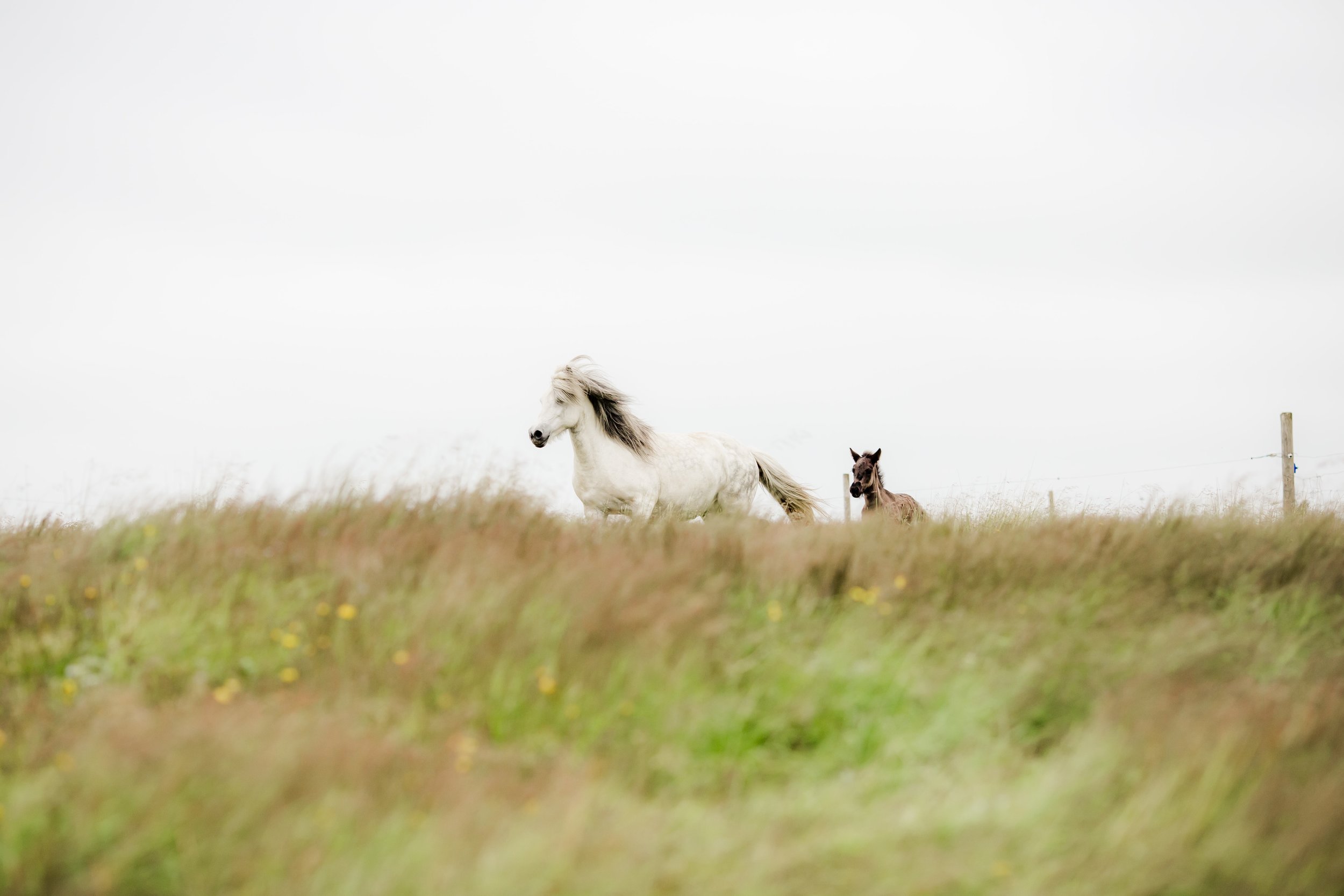 Horses in Iceland by Christina Swanson now on Cottage Hill36.jpg
