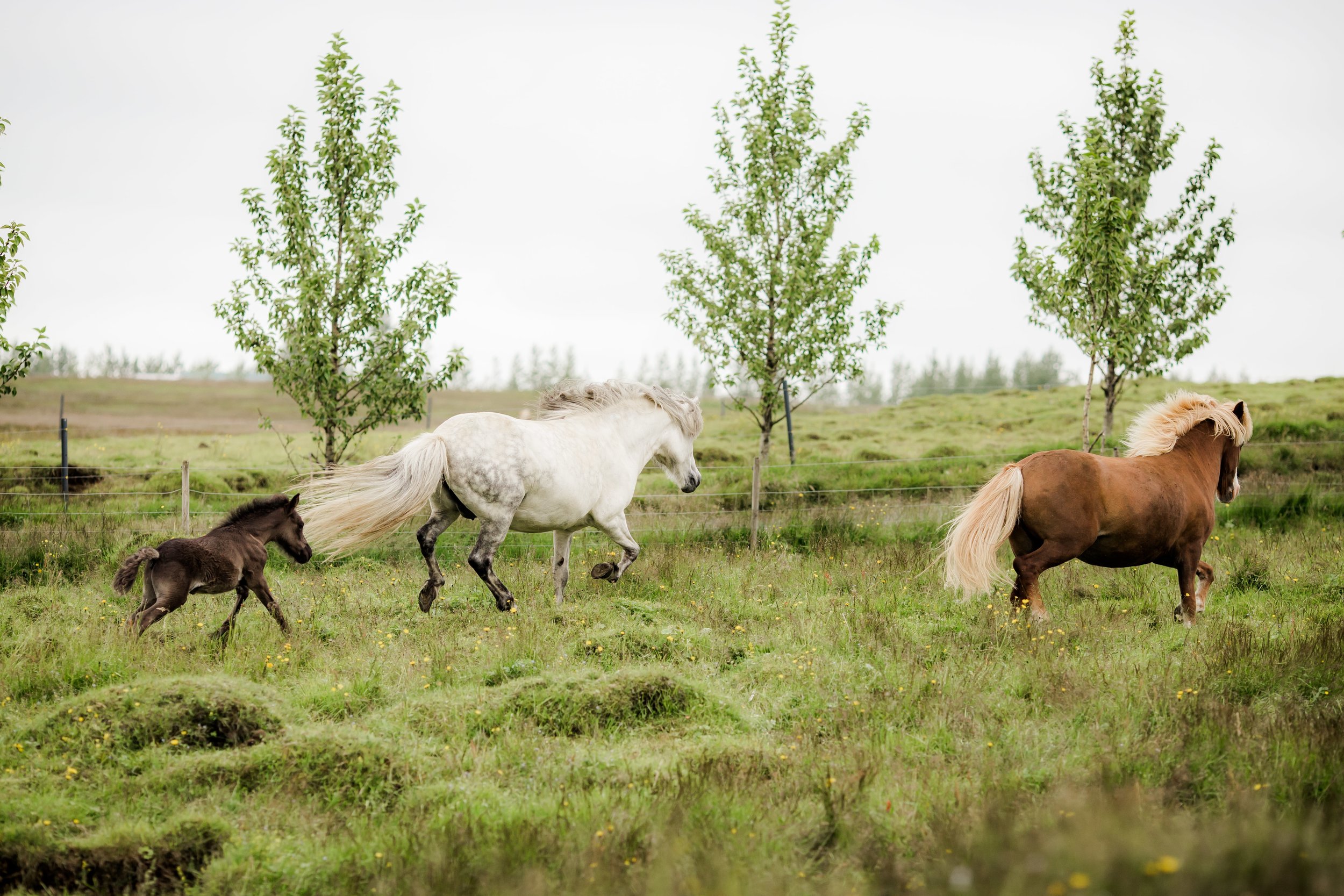 Horses in Iceland by Christina Swanson now on Cottage Hill35.jpg