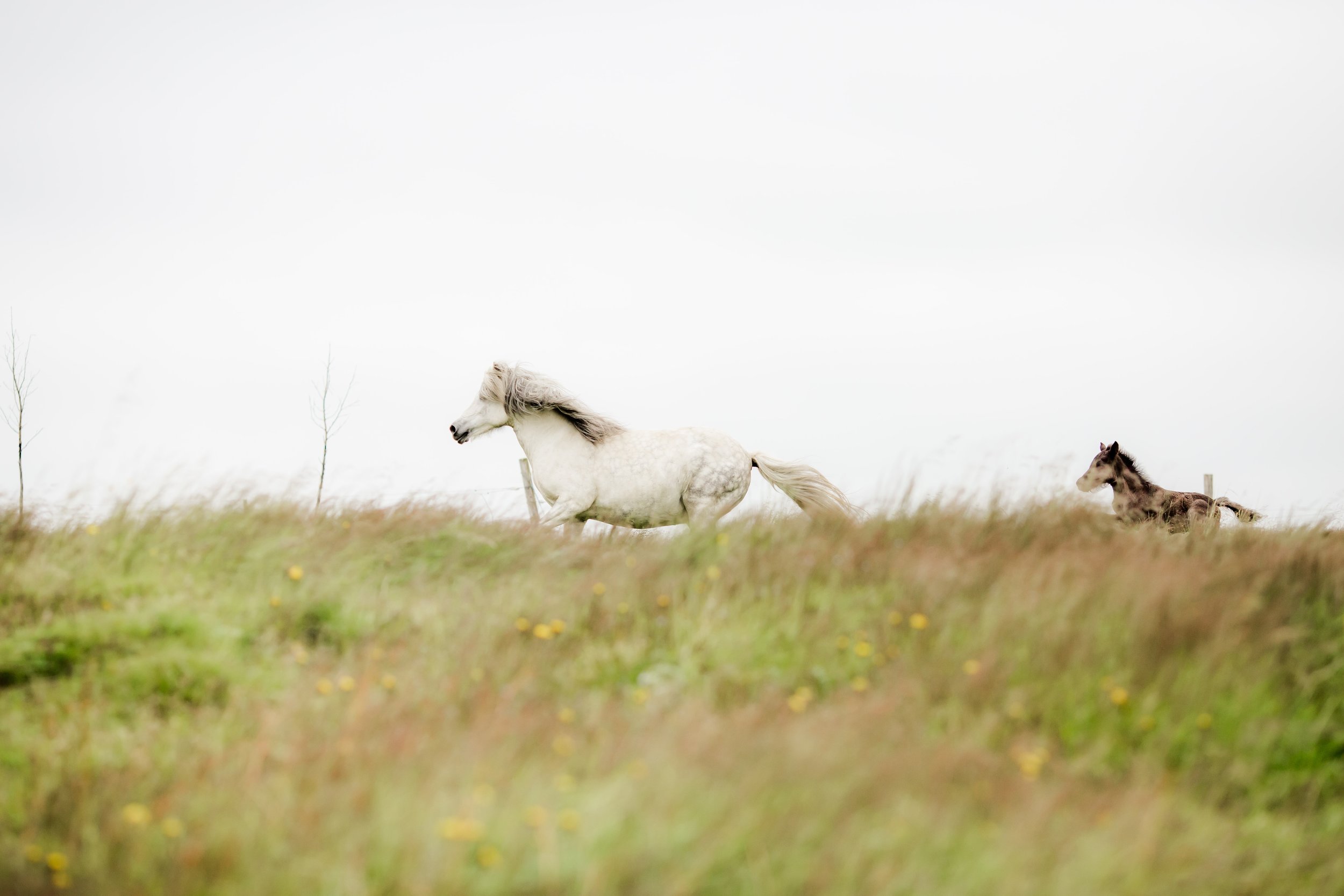 Horses in Iceland by Christina Swanson now on Cottage Hill37.jpg