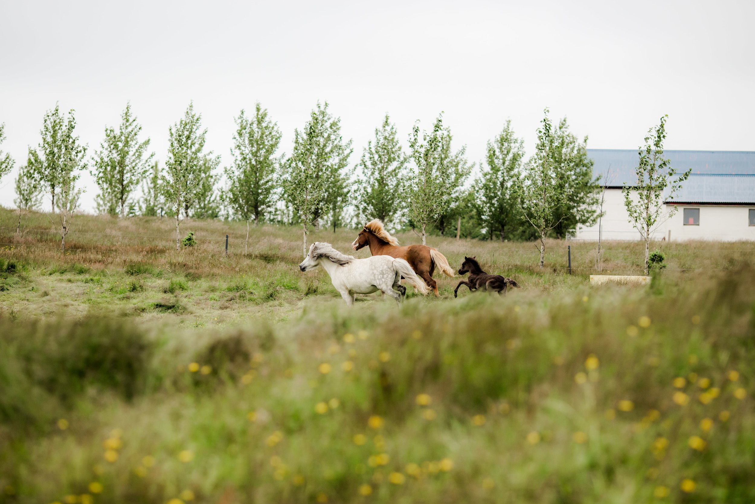 Horses in Iceland by Christina Swanson now on Cottage Hill38.jpg