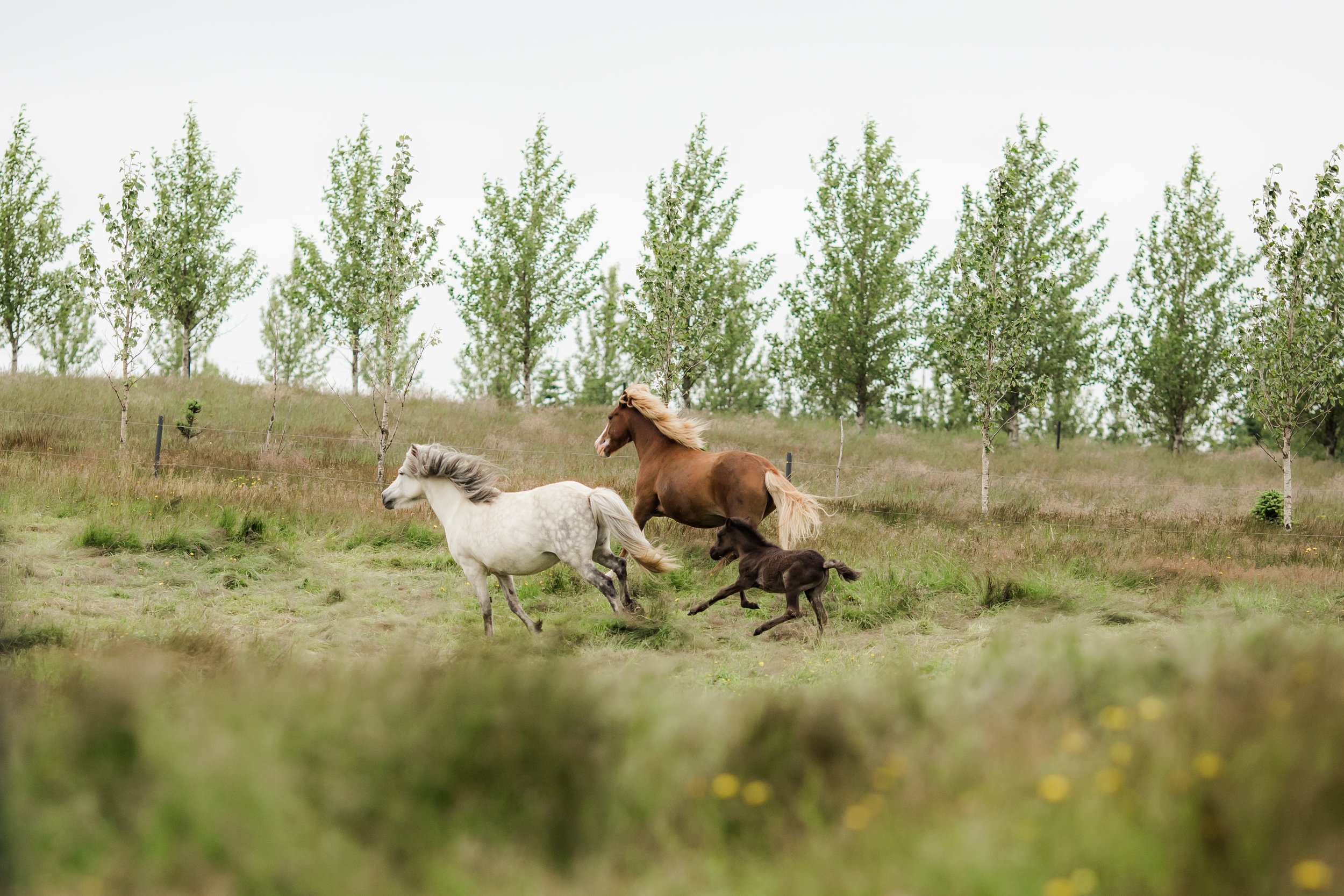 Horses in Iceland by Christina Swanson now on Cottage Hill39.jpg