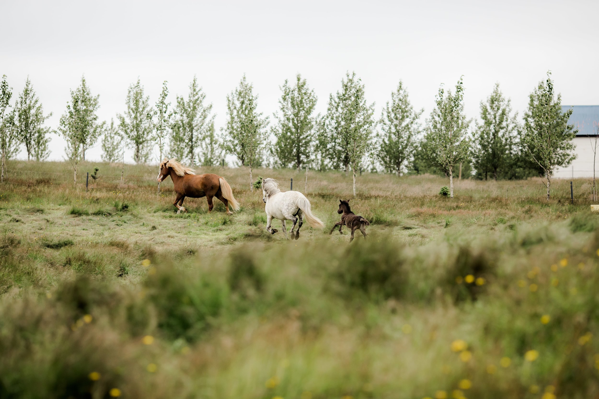Horses in Iceland by Christina Swanson now on Cottage Hill43.jpg