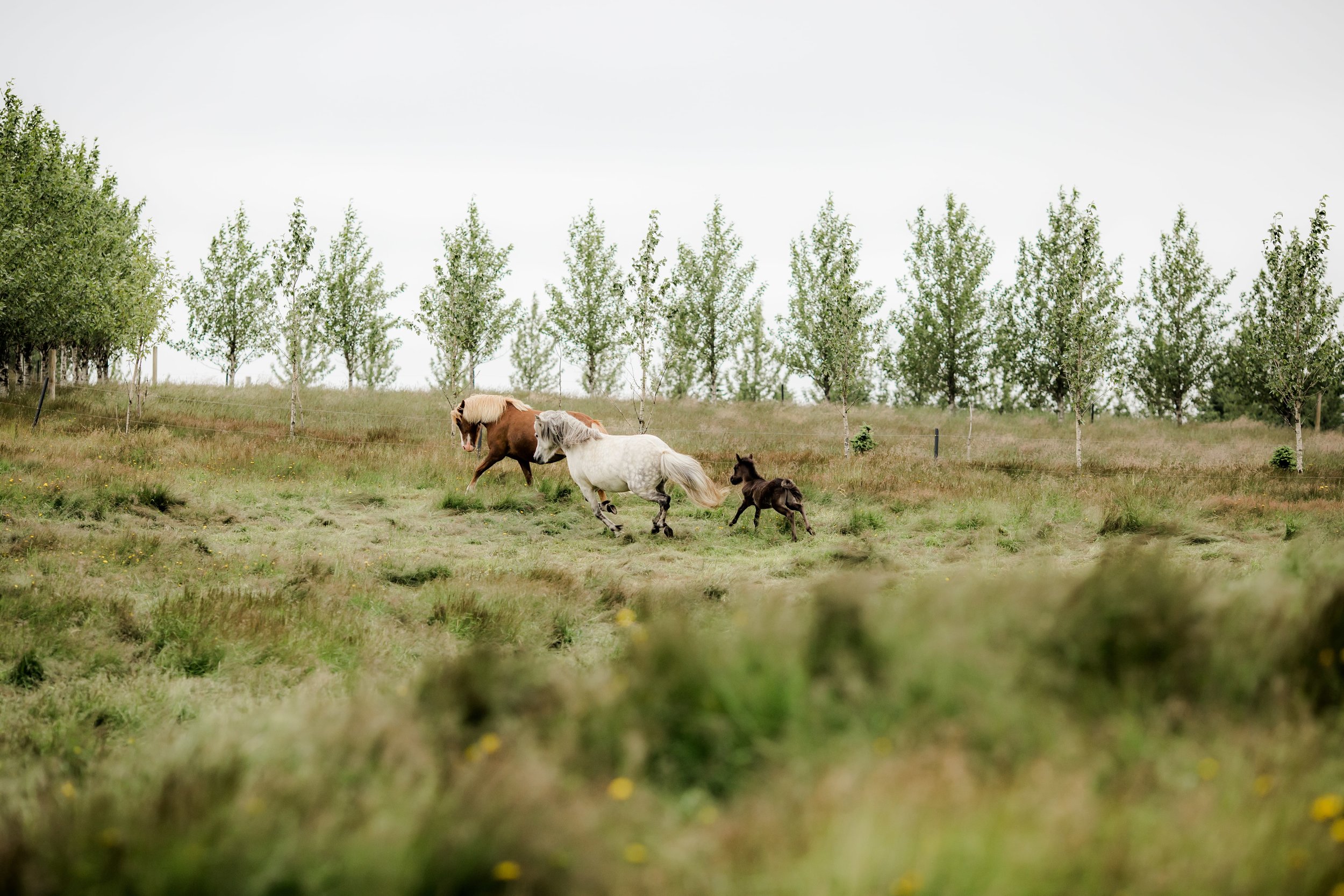Horses in Iceland by Christina Swanson now on Cottage Hill44.jpg