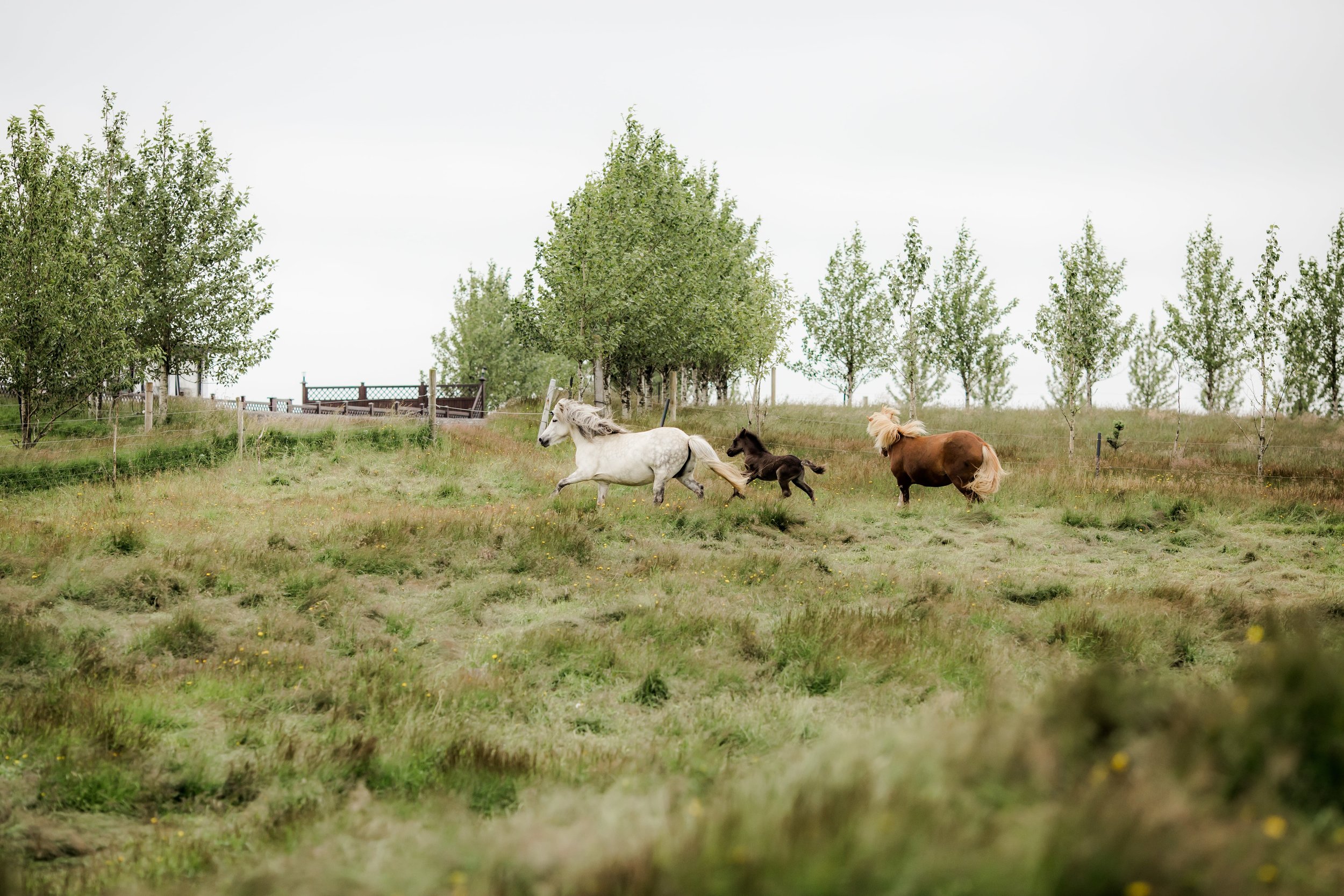 Horses in Iceland by Christina Swanson now on Cottage Hill45.jpg