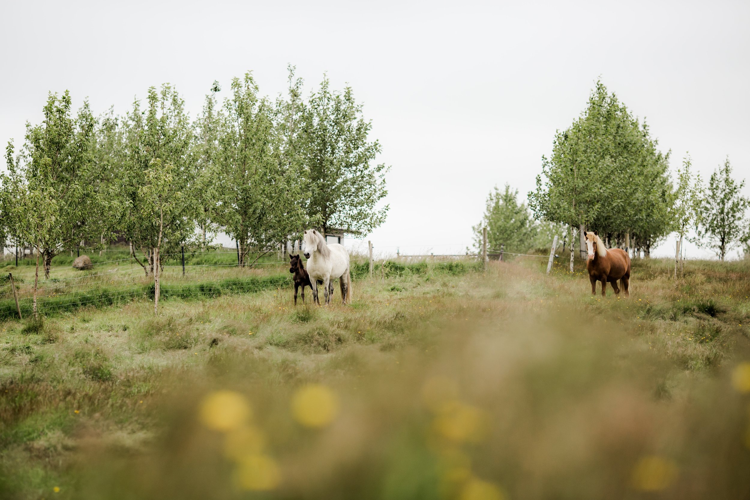 Horses in Iceland by Christina Swanson now on Cottage Hill46.jpg
