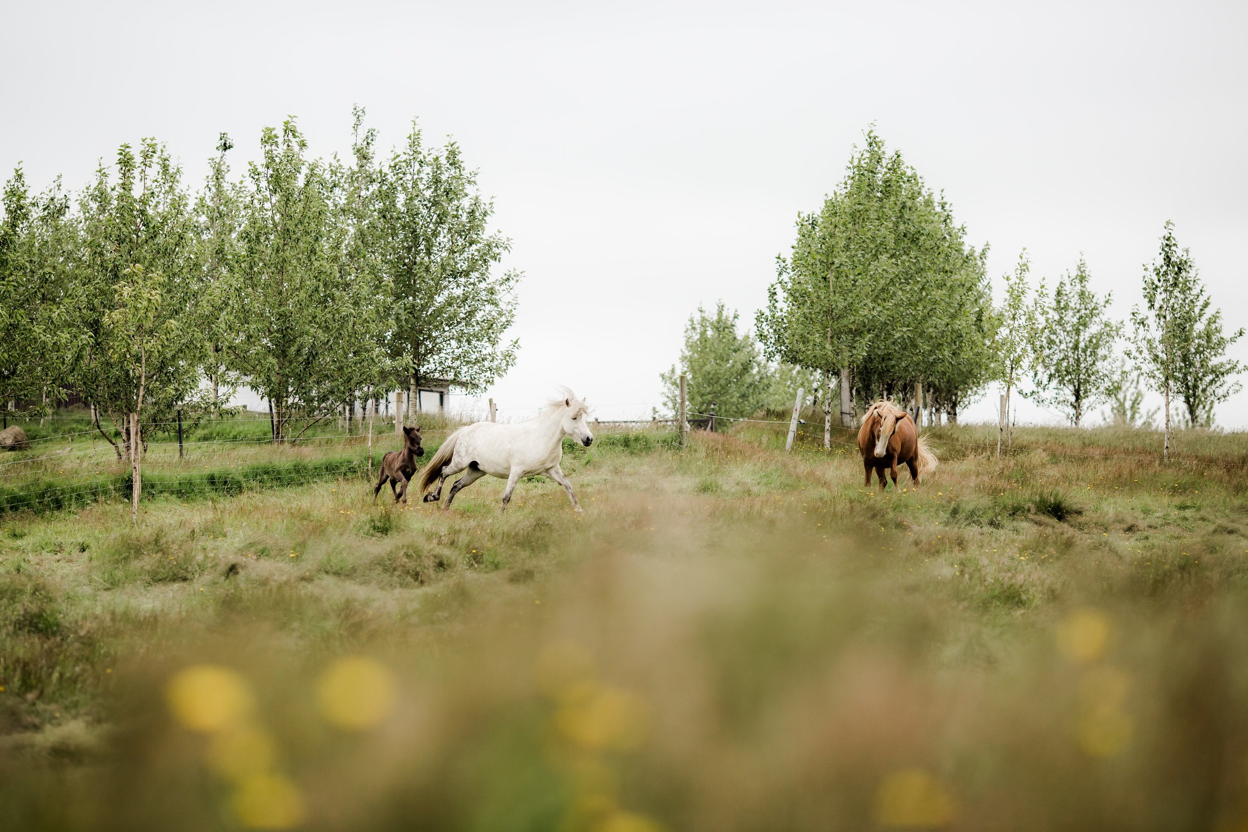 Horses in Iceland by Christina Swanson now on Cottage Hill47.jpg