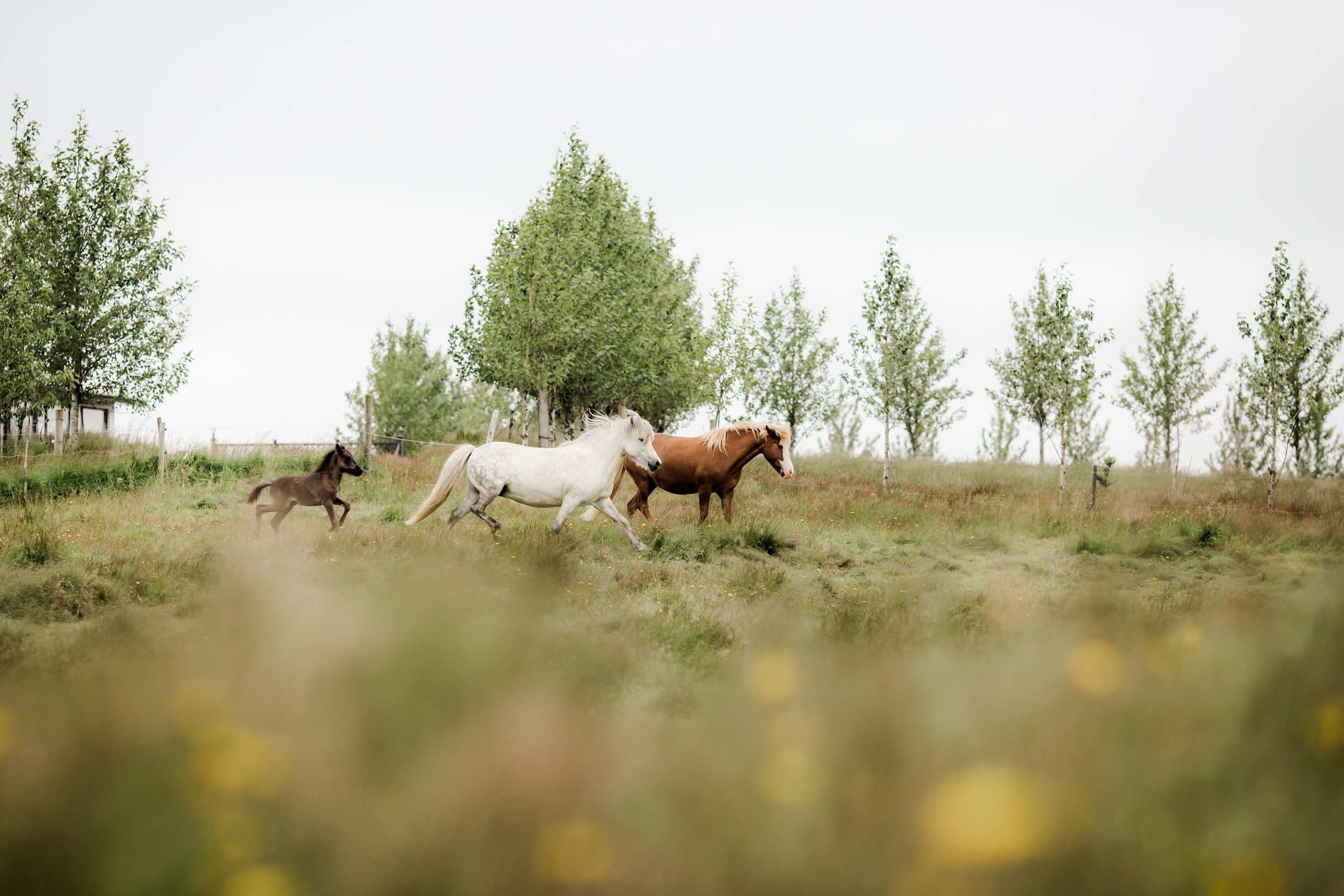 Horses in Iceland by Christina Swanson now on Cottage Hill48.jpg