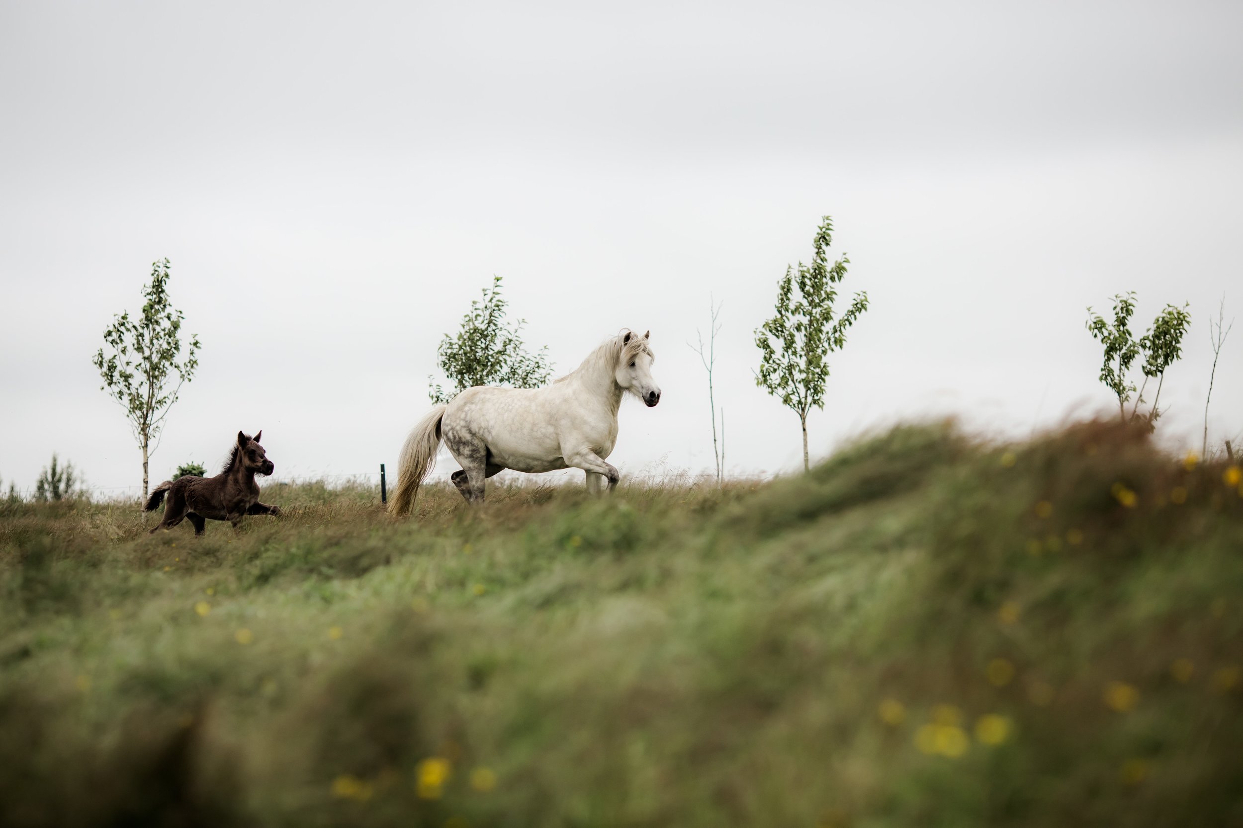 Horses in Iceland by Christina Swanson now on Cottage Hill49.jpg