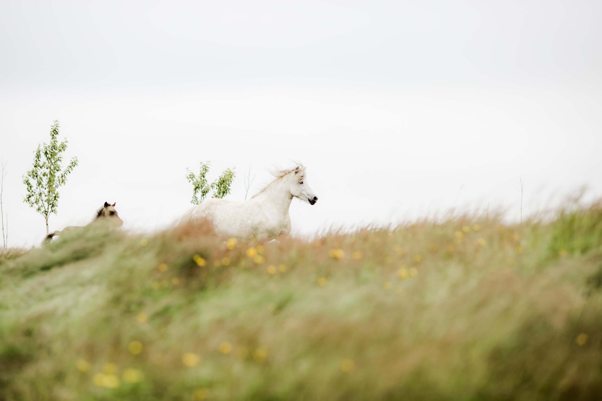 Horses in Iceland by Christina Swanson now on Cottage Hill50.jpg