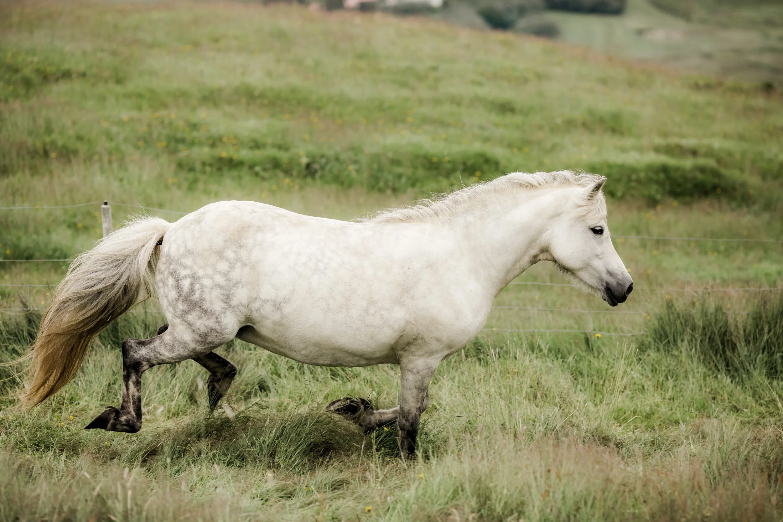 Horses in Iceland by Christina Swanson now on Cottage Hill51.jpg