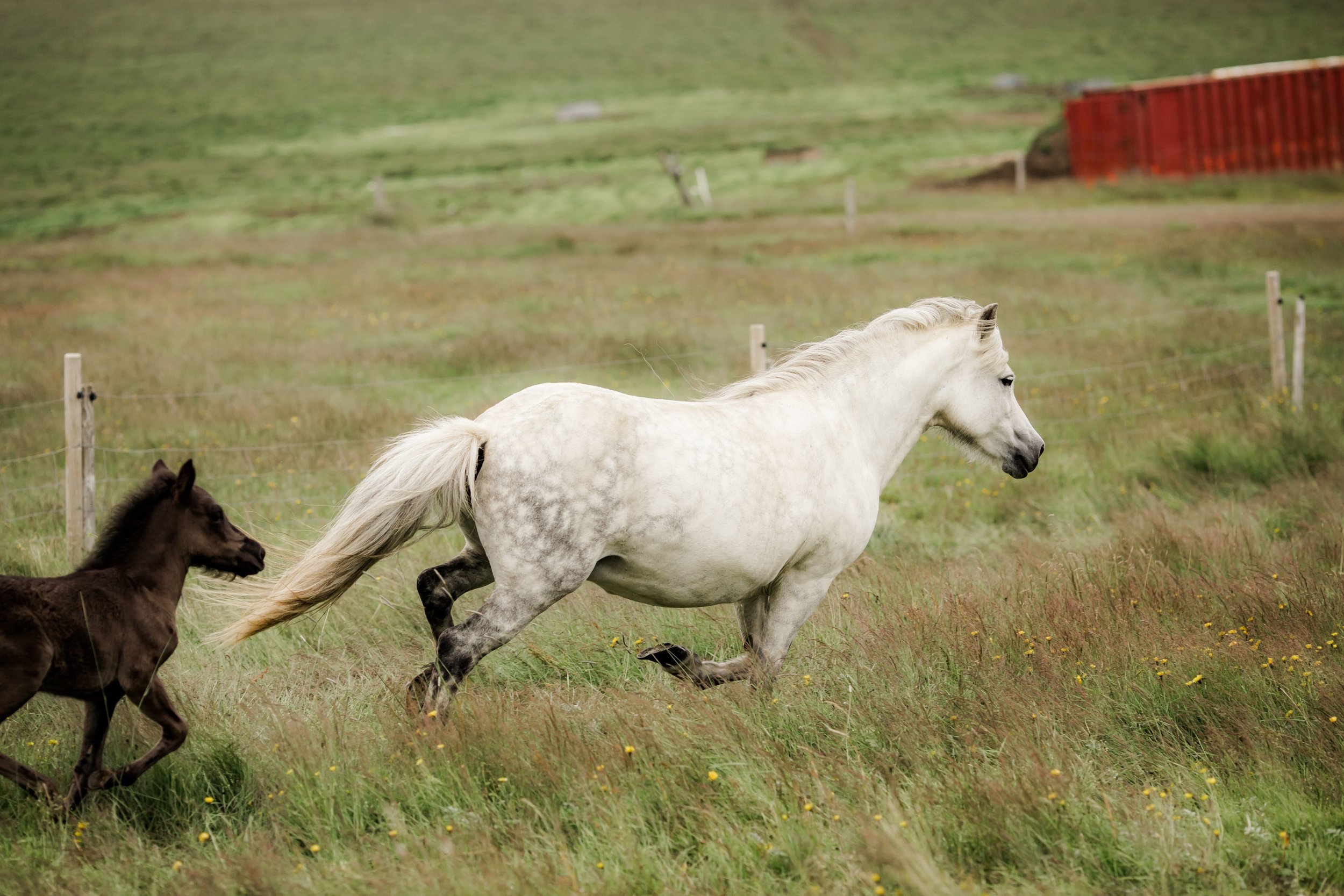 Horses in Iceland by Christina Swanson now on Cottage Hill52.jpg