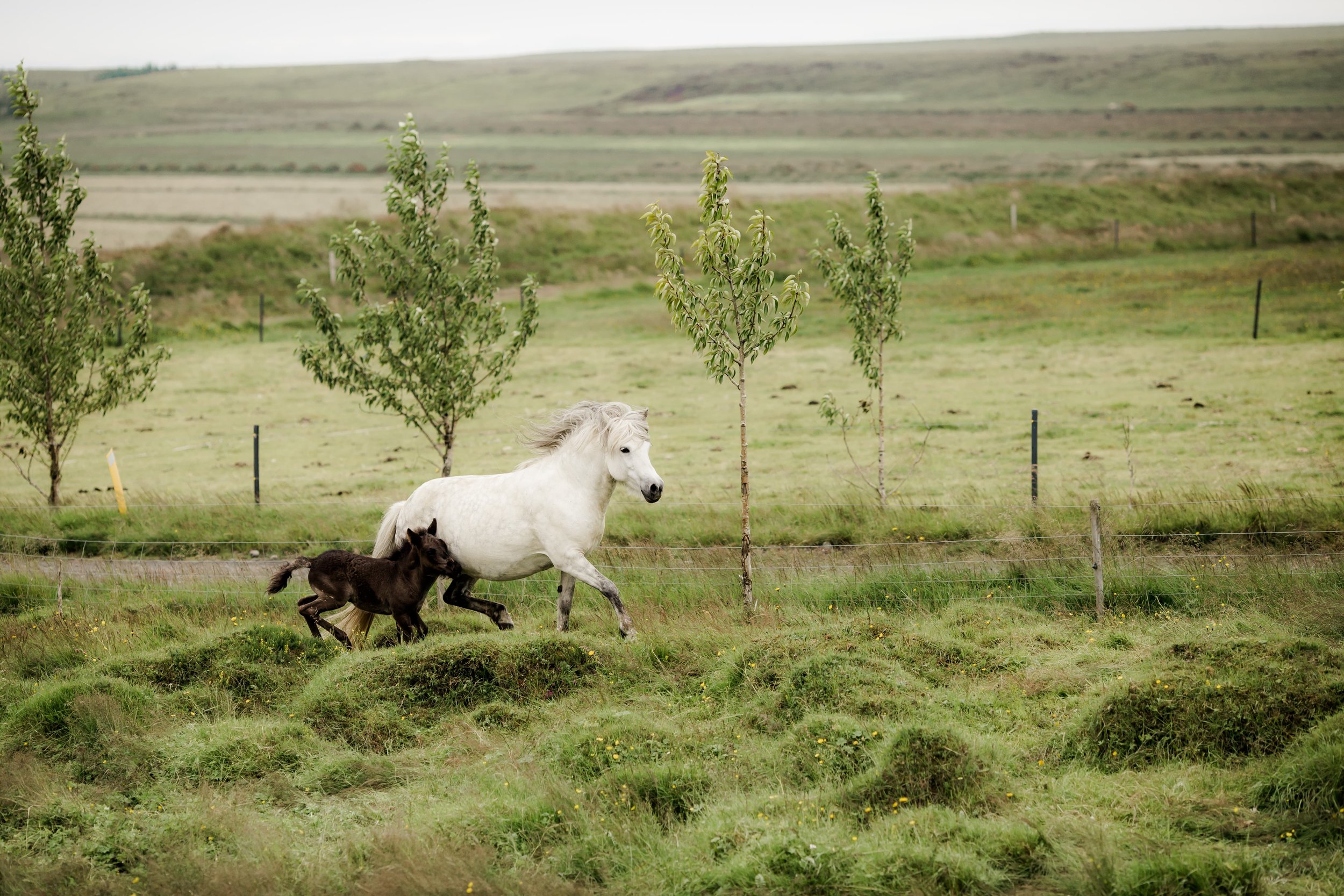 Horses in Iceland by Christina Swanson now on Cottage Hill54.jpg