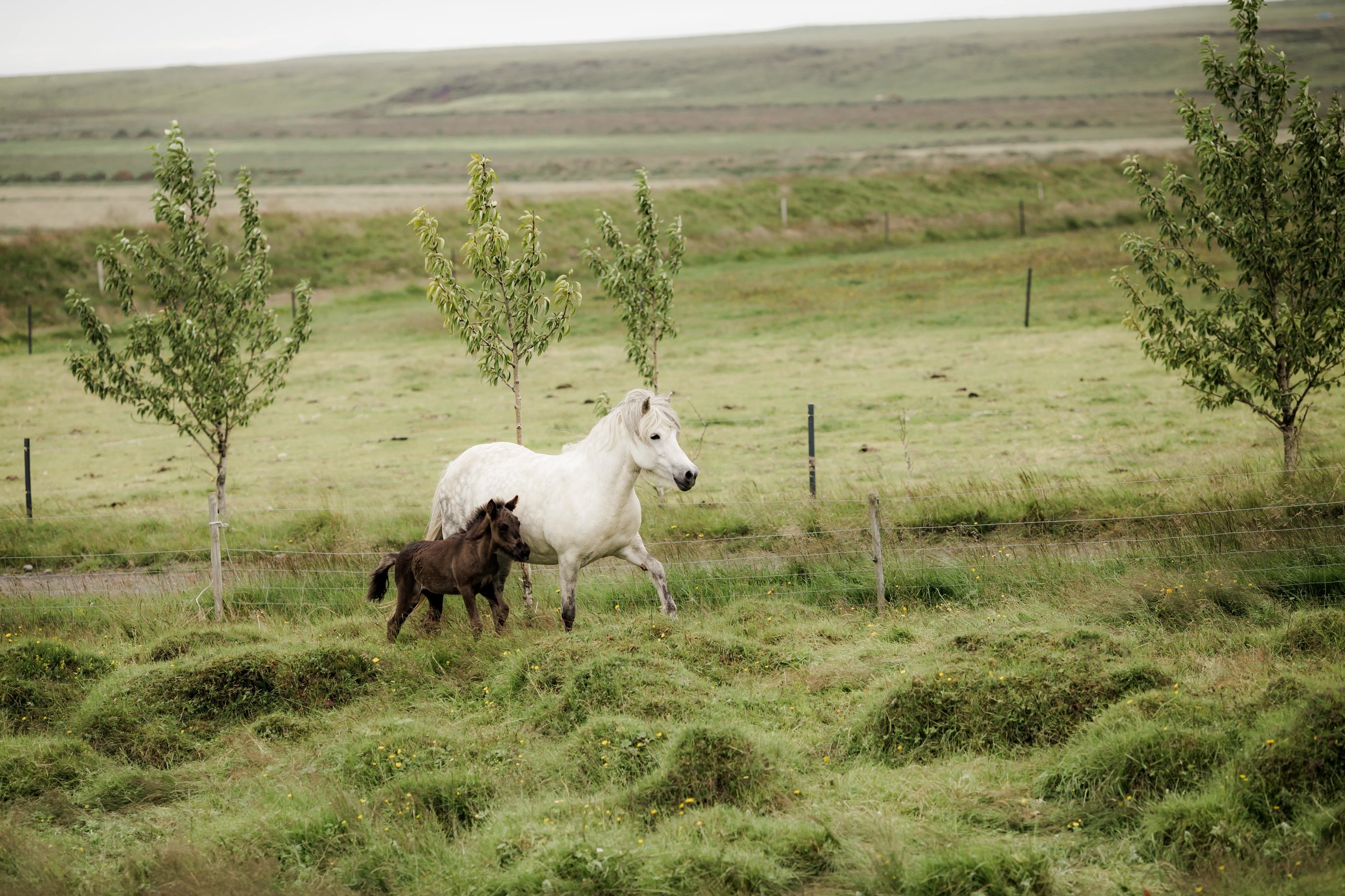 Horses in Iceland by Christina Swanson now on Cottage Hill55.jpg