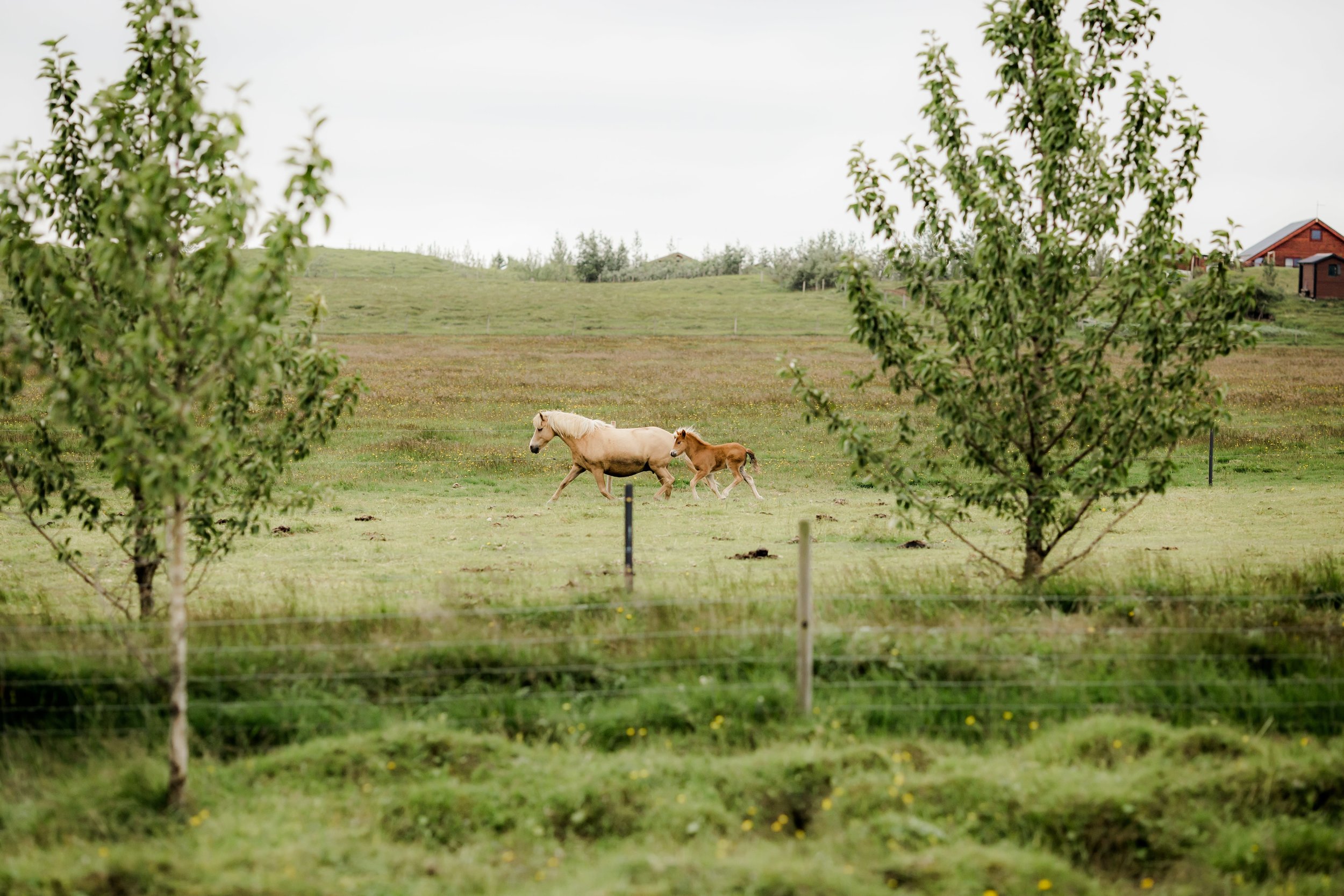 Horses in Iceland by Christina Swanson now on Cottage Hill56.jpg
