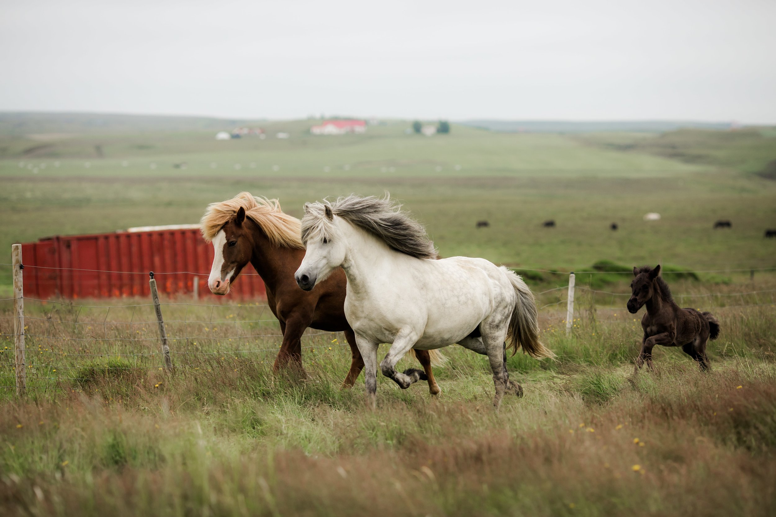 Horses in Iceland by Christina Swanson now on Cottage Hill57.jpg