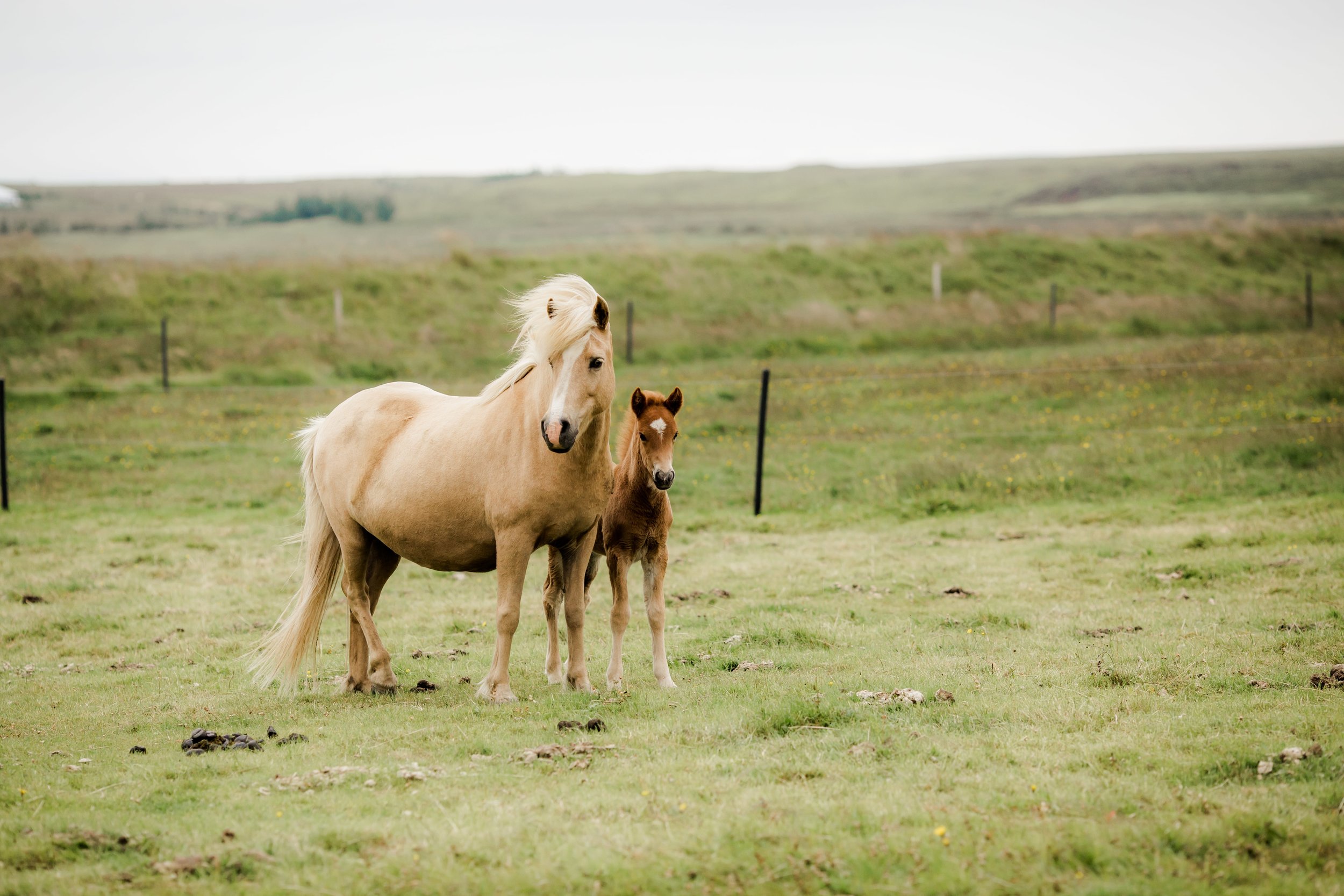 Horses in Iceland by Christina Swanson now on Cottage Hill59.jpg