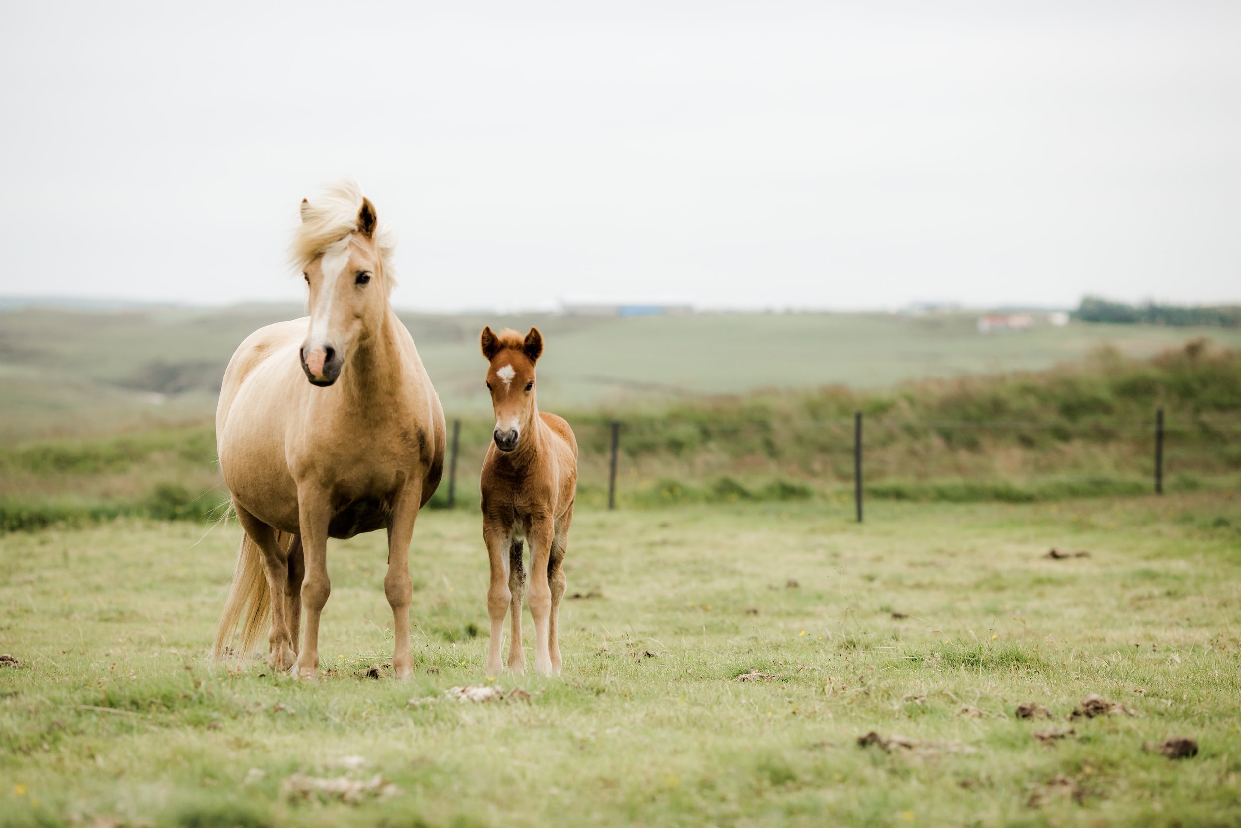 Horses in Iceland by Christina Swanson now on Cottage Hill60.jpg