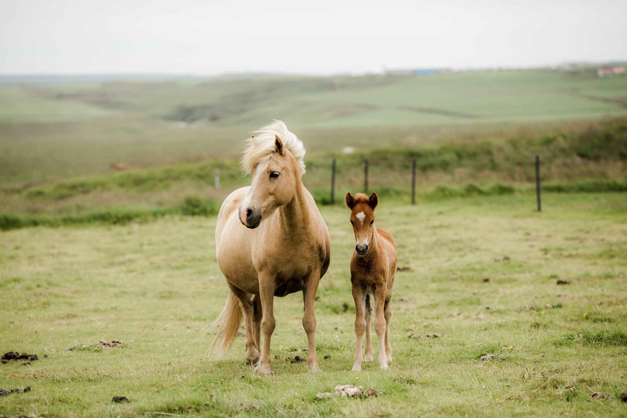 Horses in Iceland by Christina Swanson now on Cottage Hill61.jpg