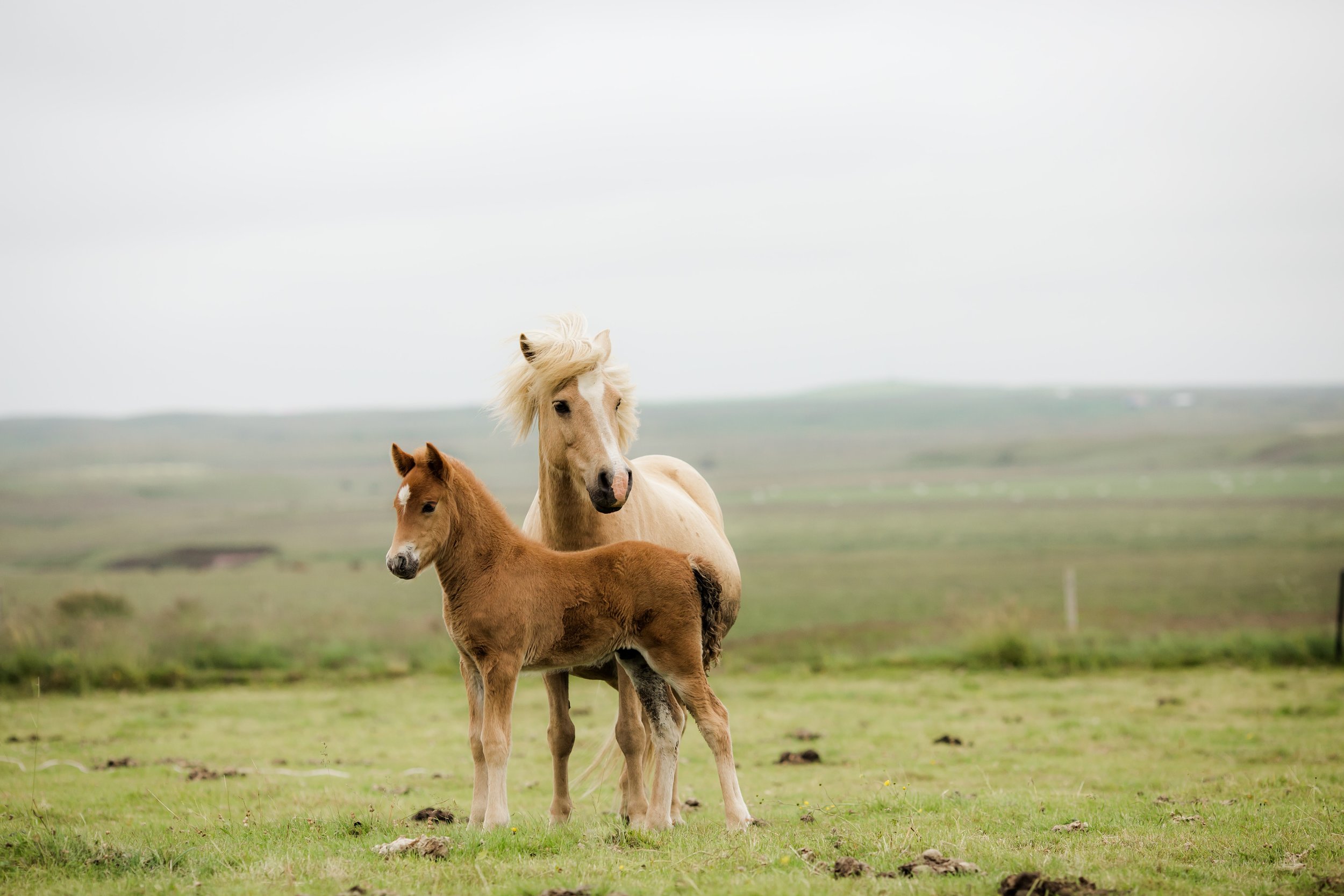 Horses in Iceland by Christina Swanson now on Cottage Hill62.jpg