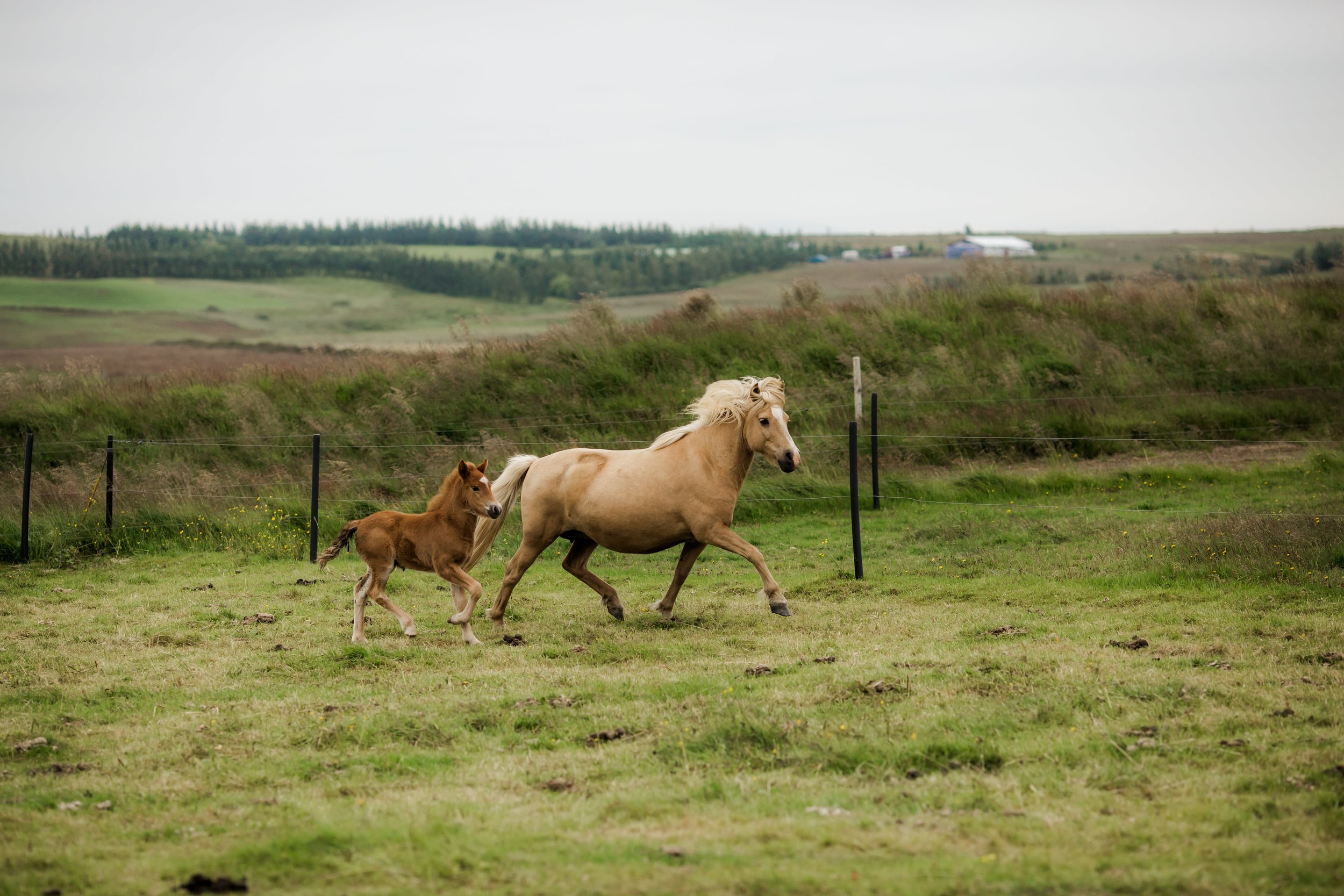 Horses in Iceland by Christina Swanson now on Cottage Hill63.jpg