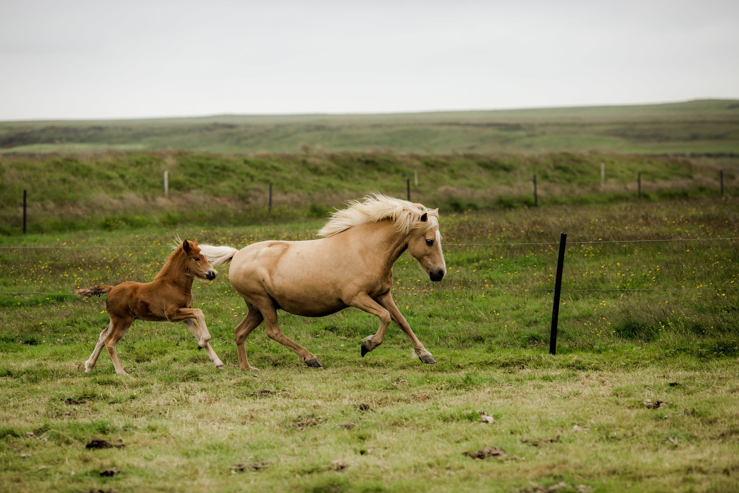Horses in Iceland by Christina Swanson now on Cottage Hill64.jpg