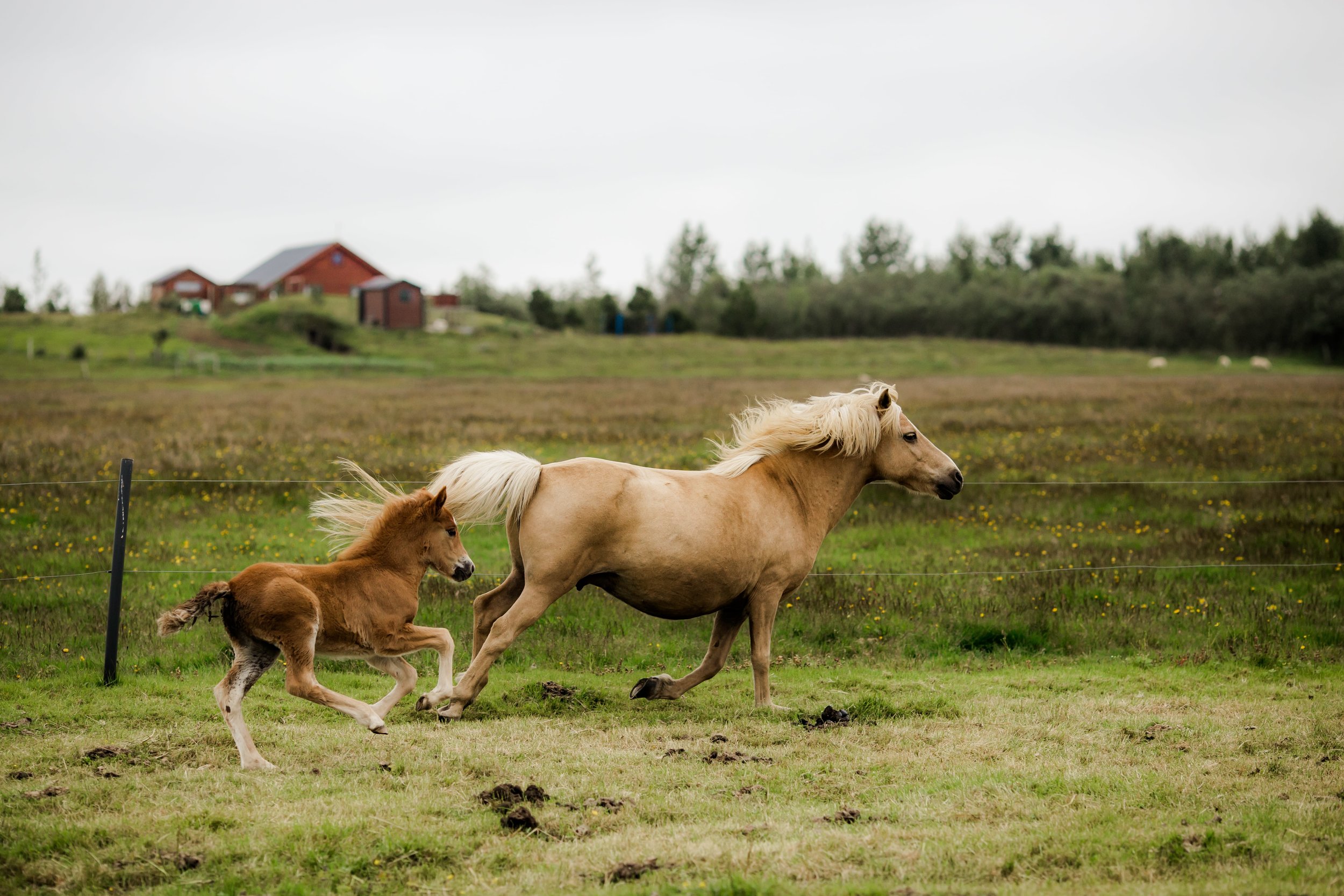 Horses in Iceland by Christina Swanson now on Cottage Hill65.jpg