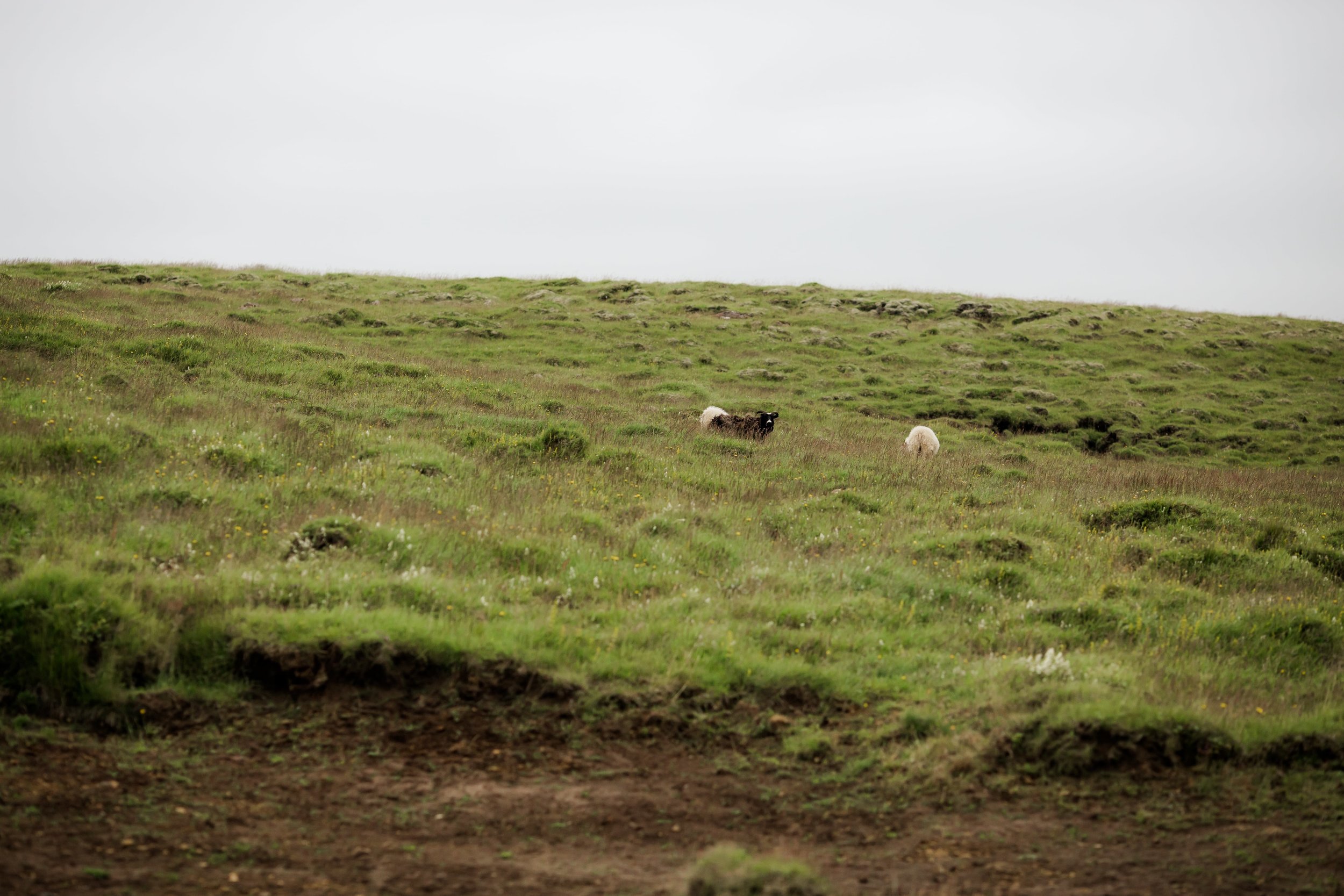 Horses in Iceland by Christina Swanson now on Cottage Hill71.jpg