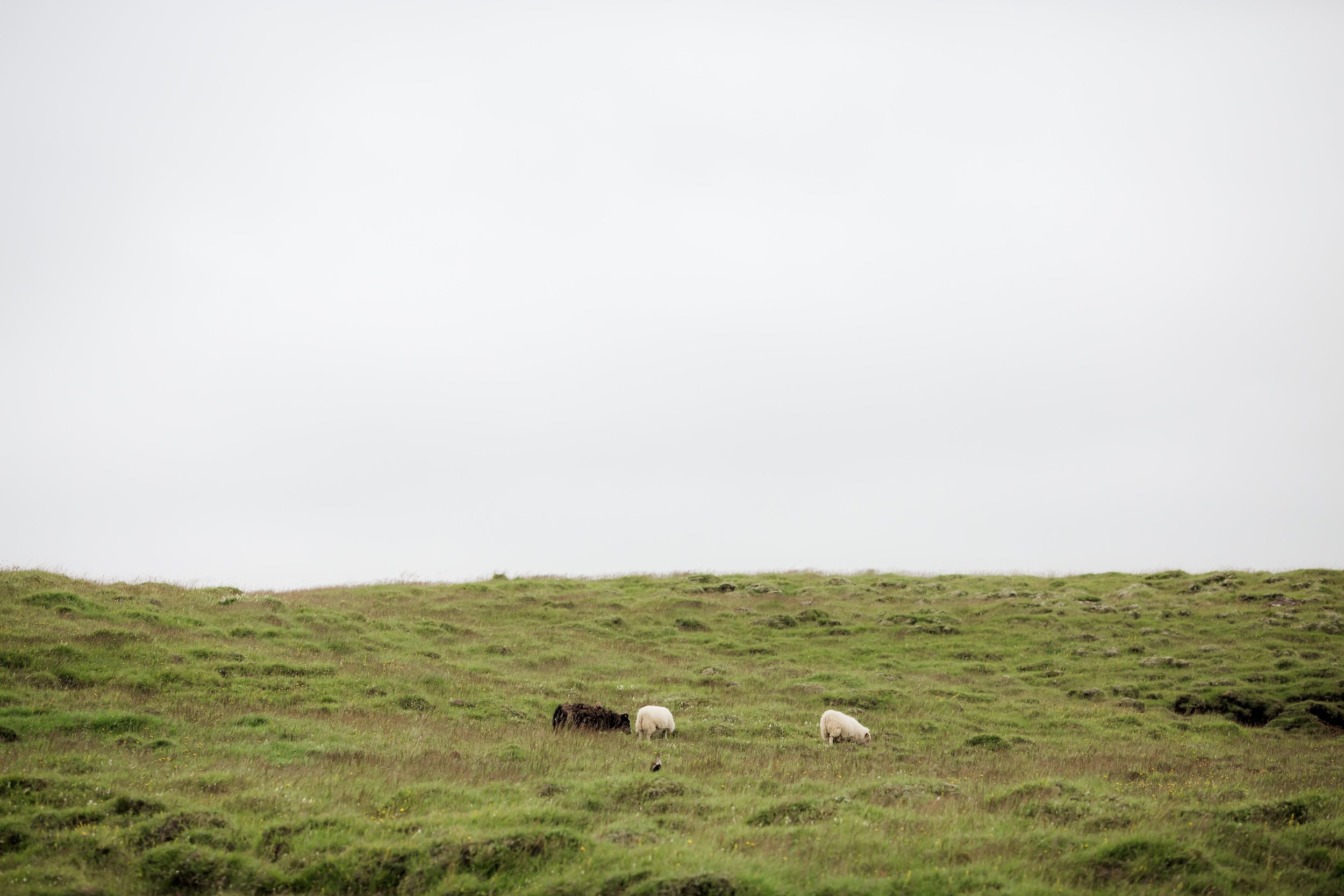 Horses in Iceland by Christina Swanson now on Cottage Hill72.jpg