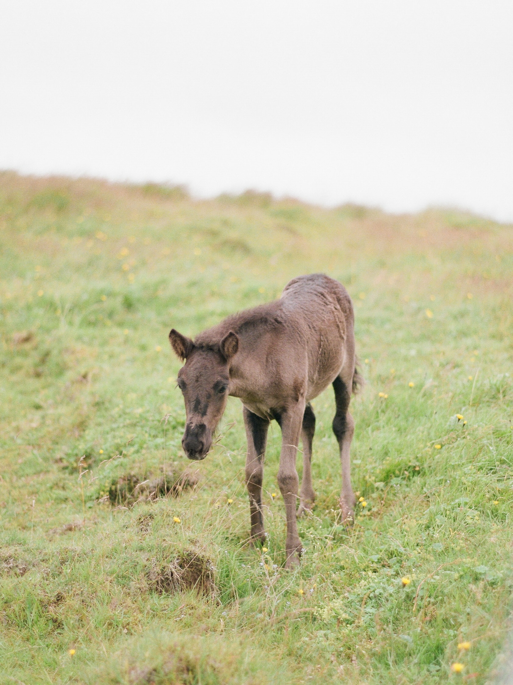 Horses in Iceland by Catherine Taylor now on Cottage Hill1.jpg