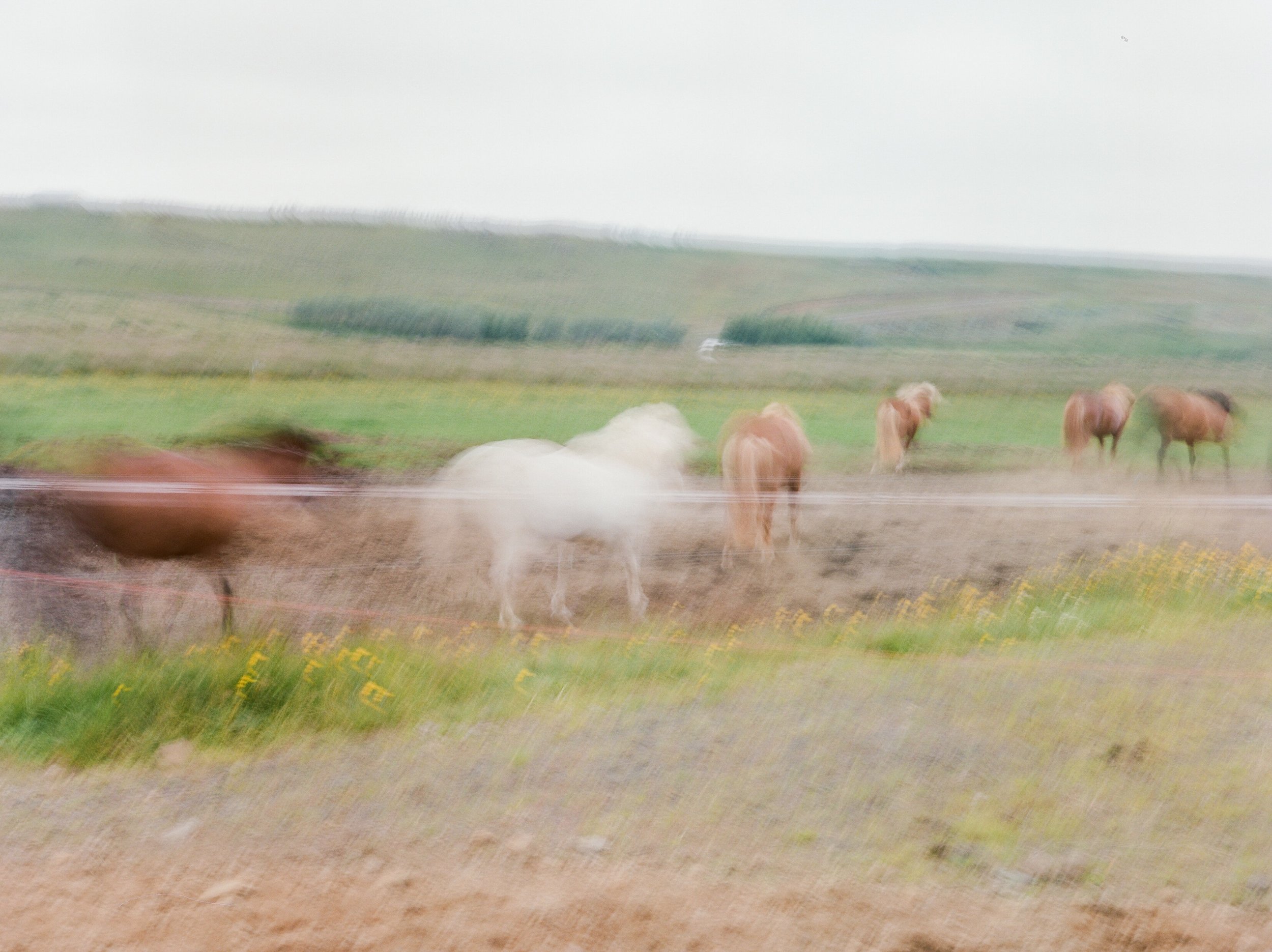 Horses in Iceland by Catherine Taylor now on Cottage Hill3.jpg