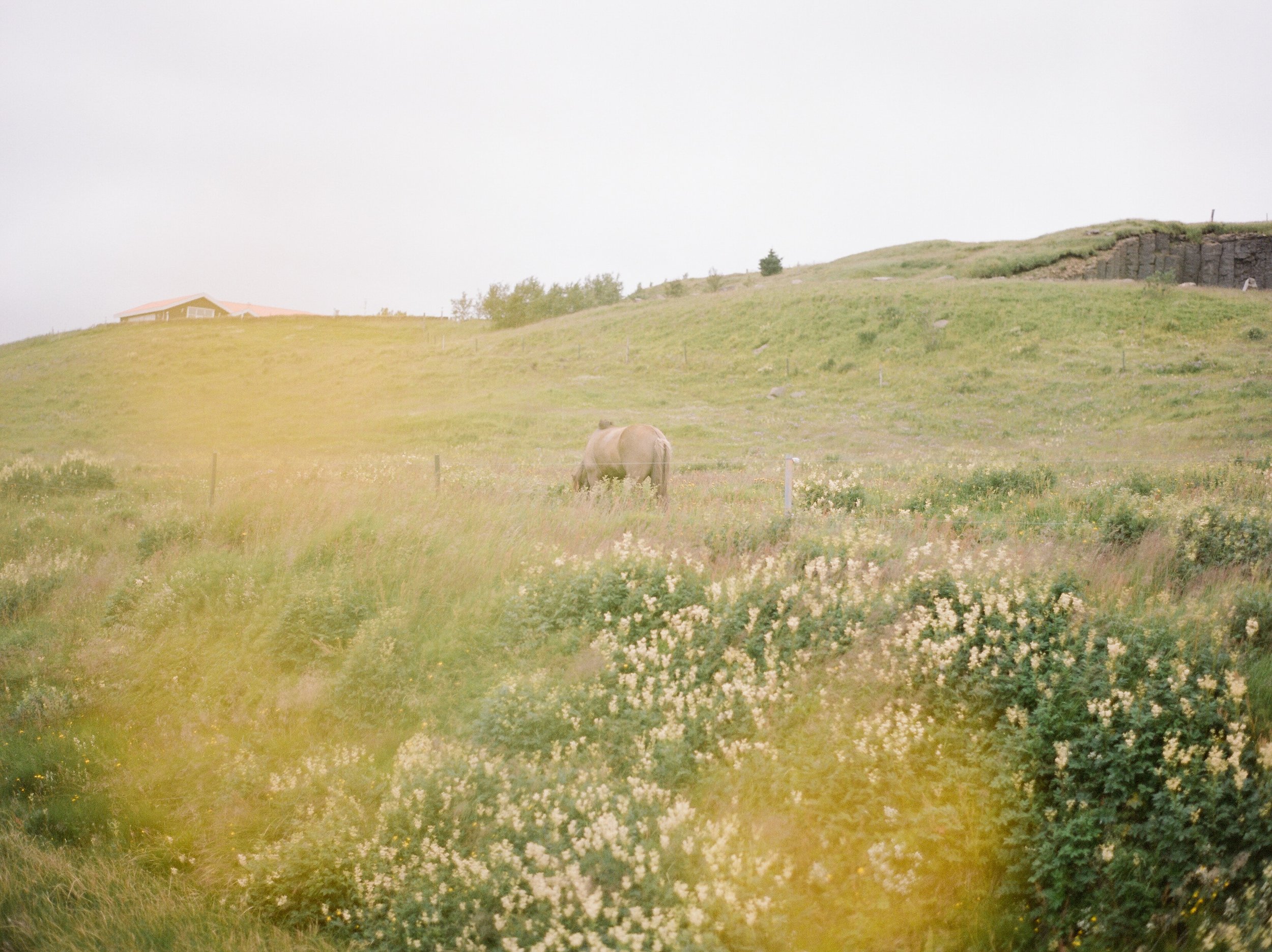Horses in Iceland by Catherine Taylor now on Cottage Hill8.jpg