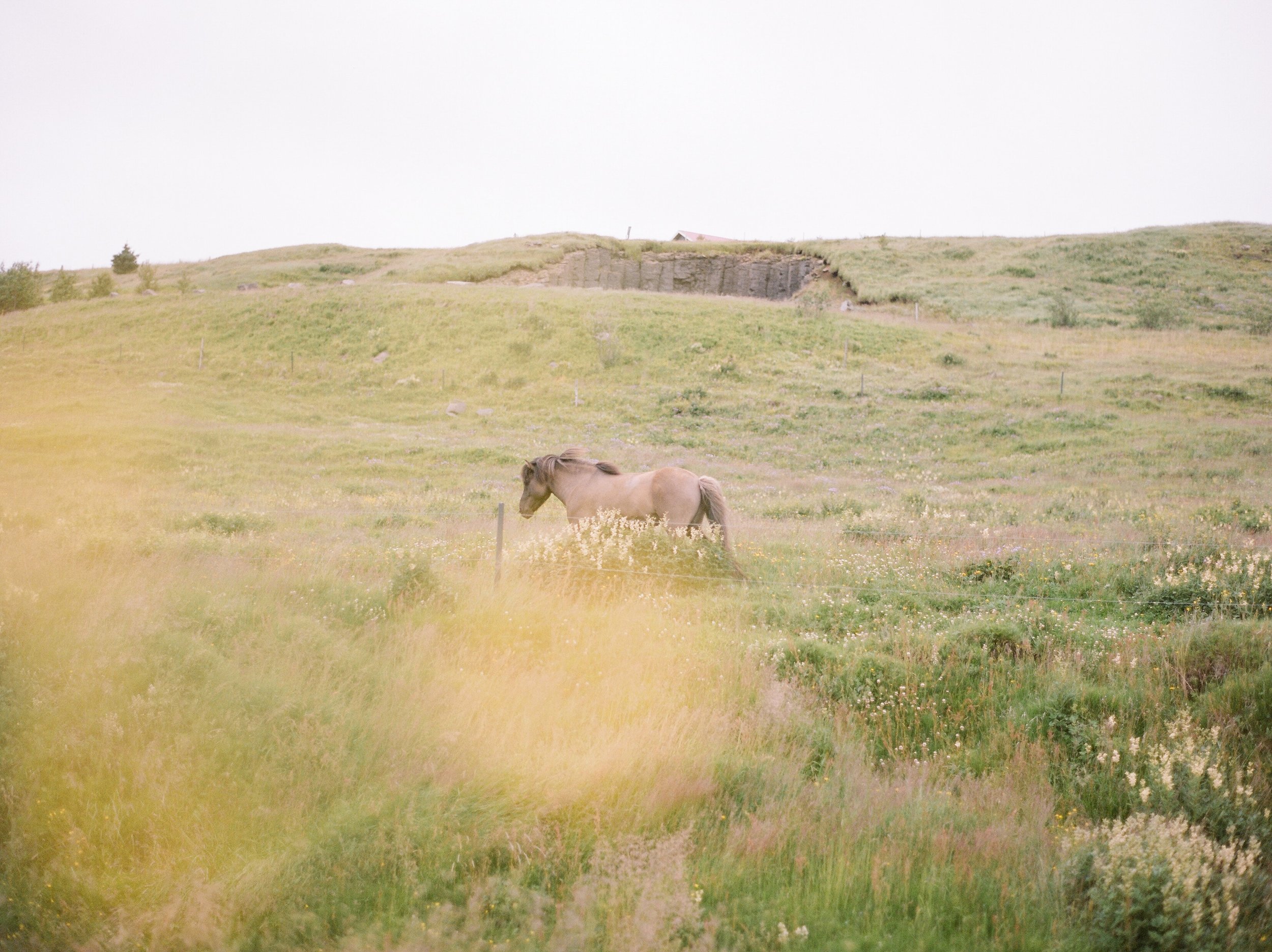 Horses in Iceland by Catherine Taylor now on Cottage Hill9.jpg