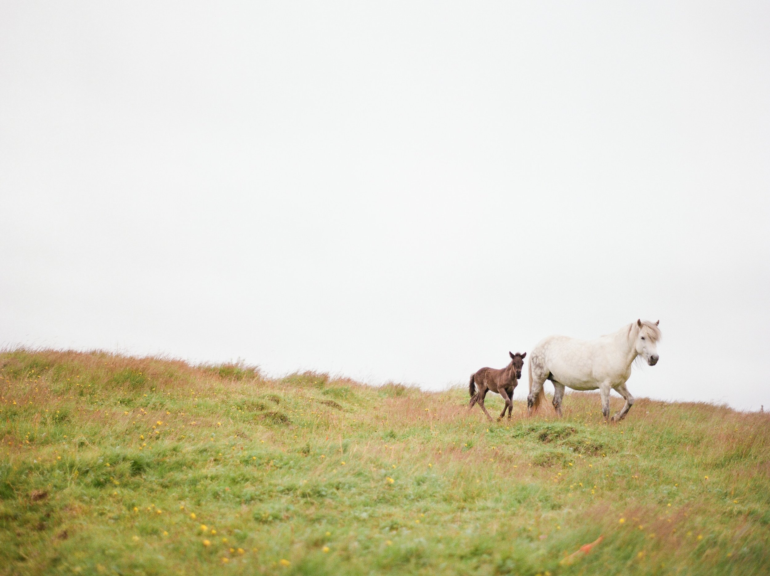 Horses in Iceland by Catherine Taylor now on Cottage Hill17.jpg