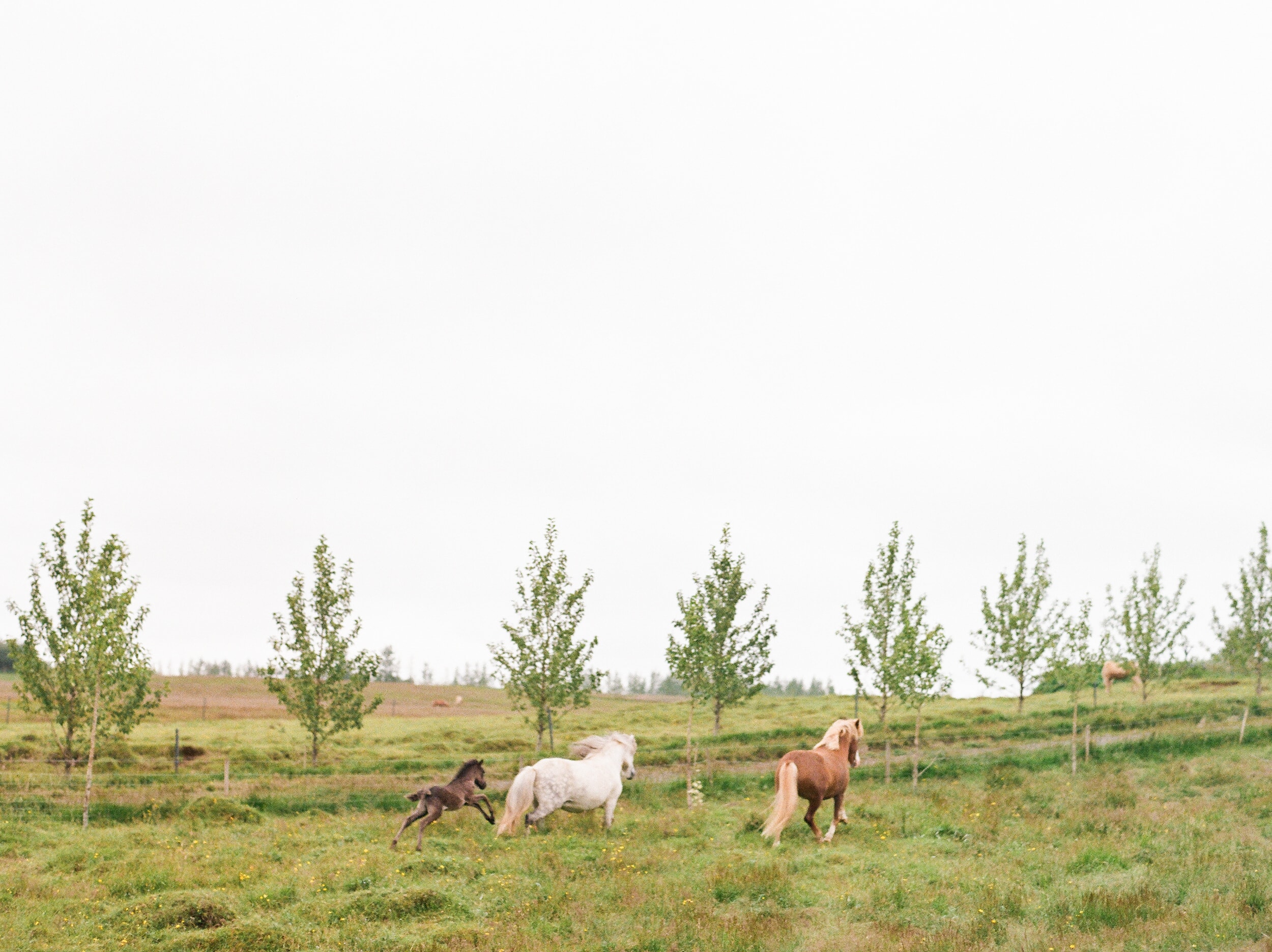 Horses in Iceland by Catherine Taylor now on Cottage Hill21.jpg